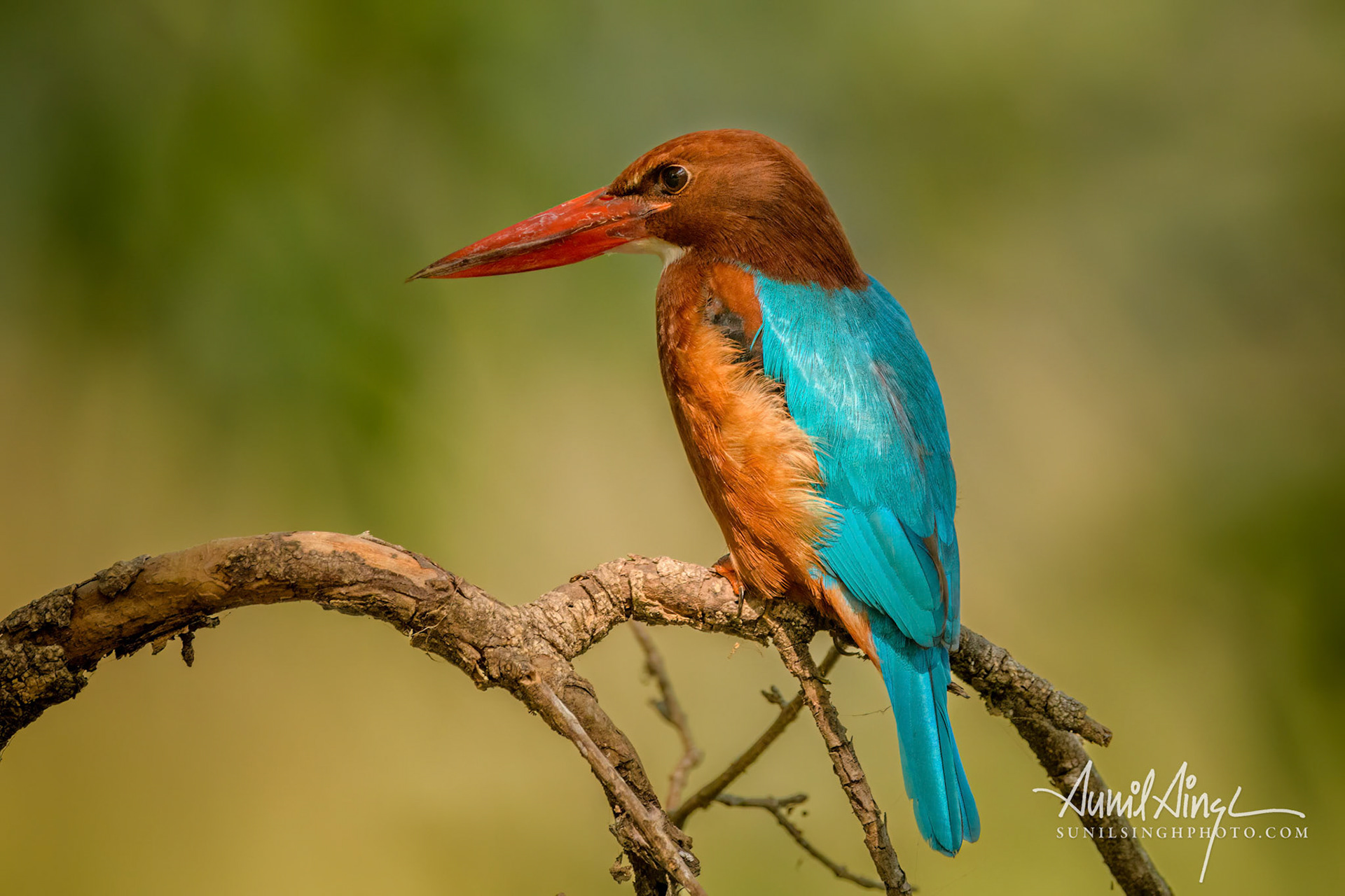 White-throated kingfisher (Halcyon smyrnensis), Keoladeo Ghana National Park (Bharatpur Bird Sanctuary), India