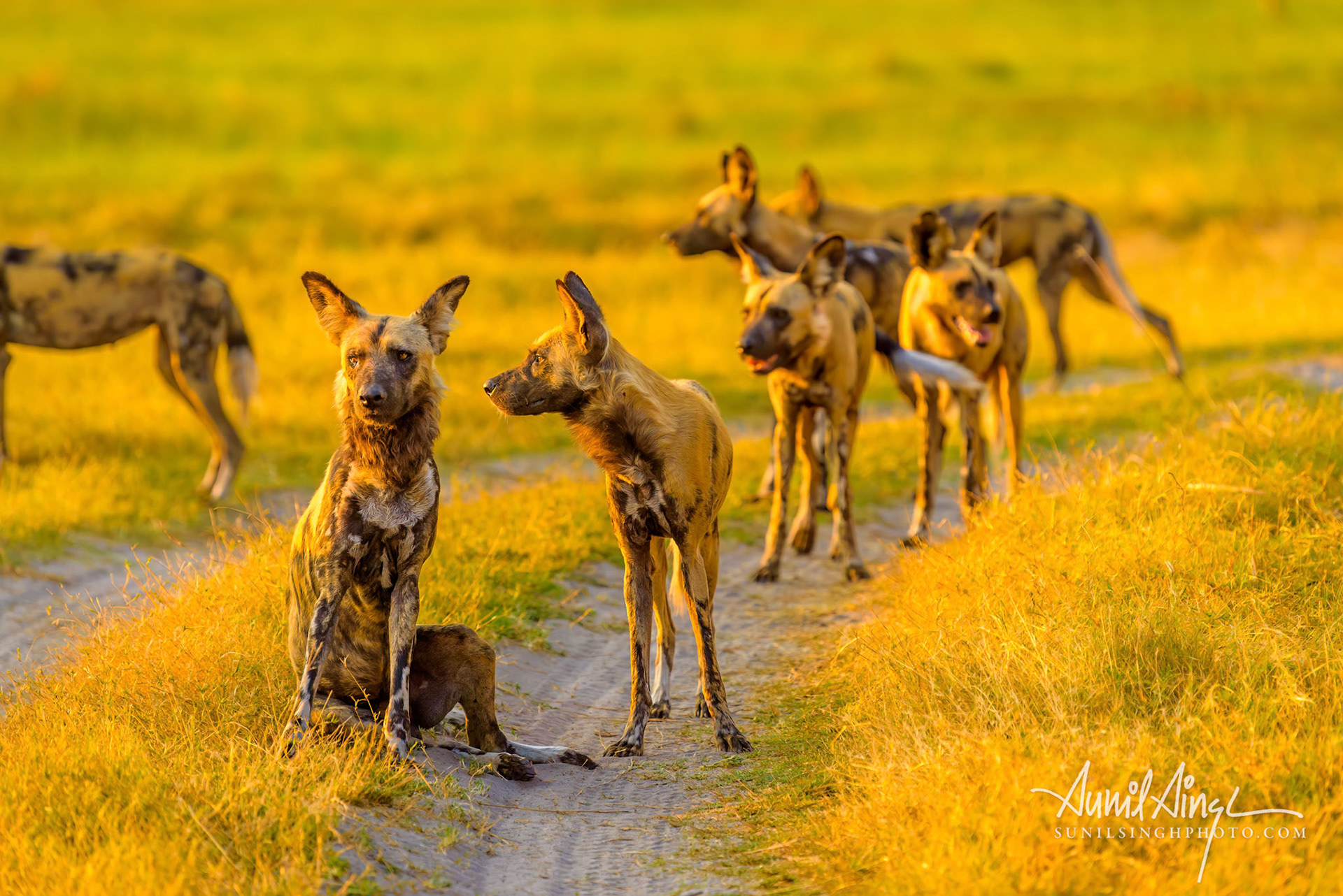 African Wild dogs, Khwai River, Moremi Game Reserve, Botswana