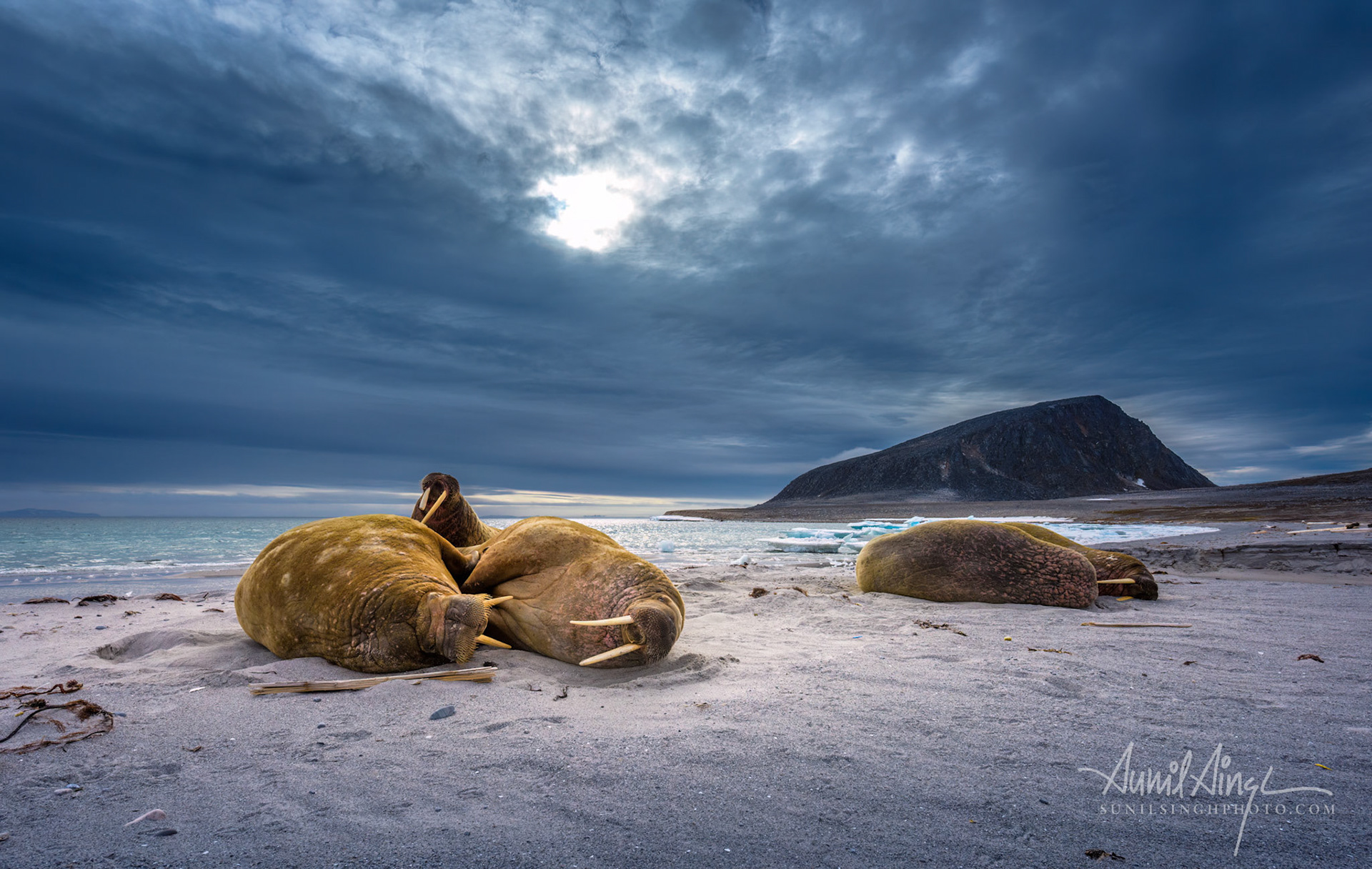 Walrus, Svalbard, Arctic region