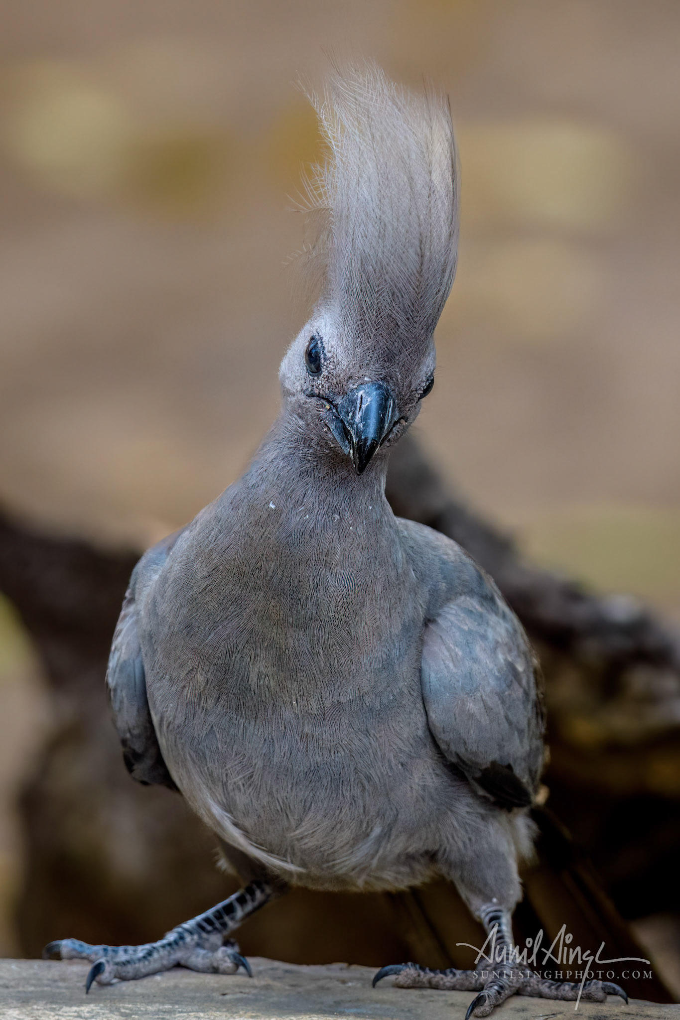 Grey go-away-bird (Corythaixoides concolor), Etosha, Namibia