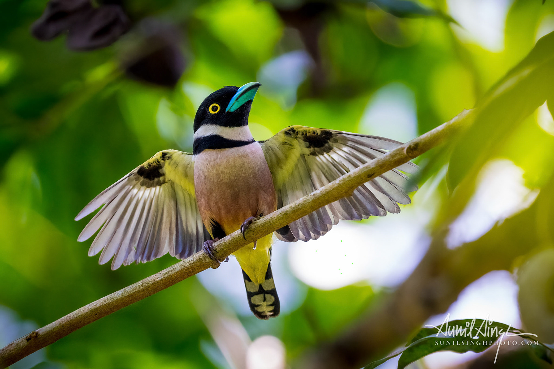 Black-and-yellow broadbill (Eurylaimus ochromalus), Kuala Lumpur, Malaysia