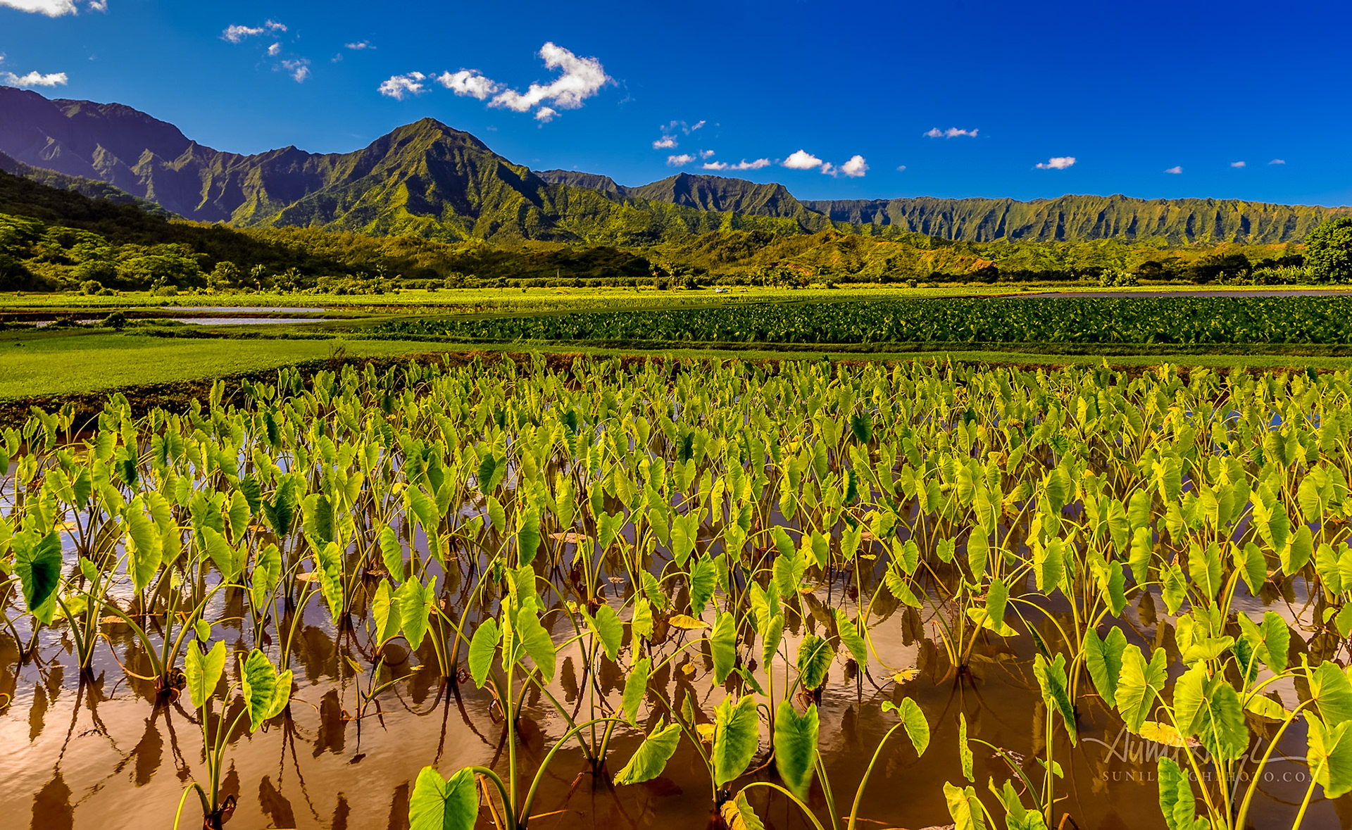 Taro Fields, Kauai, Hawaii, USA
