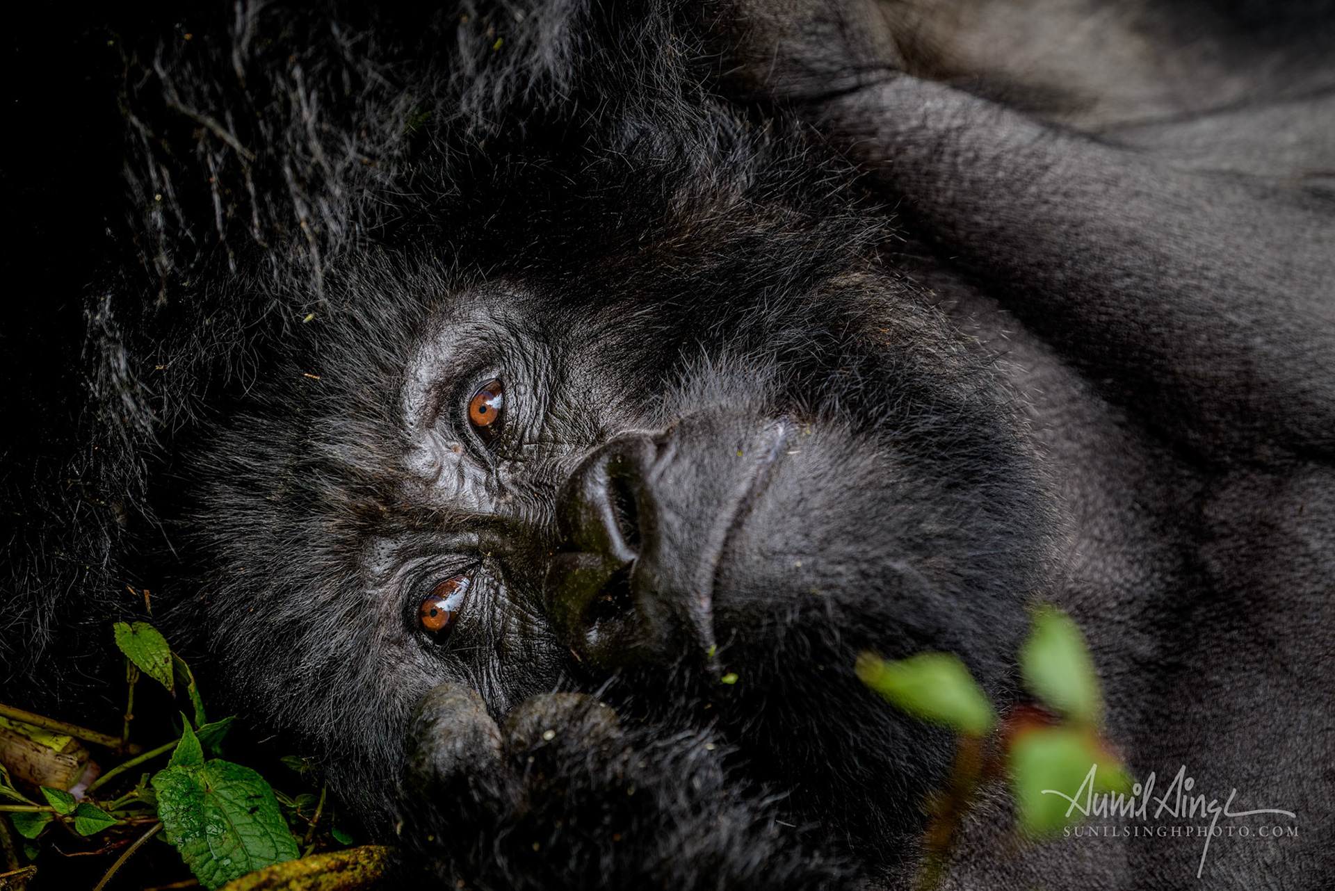 Mountain Gorilla - Silver back, Volcanoes National Park, Rwanda