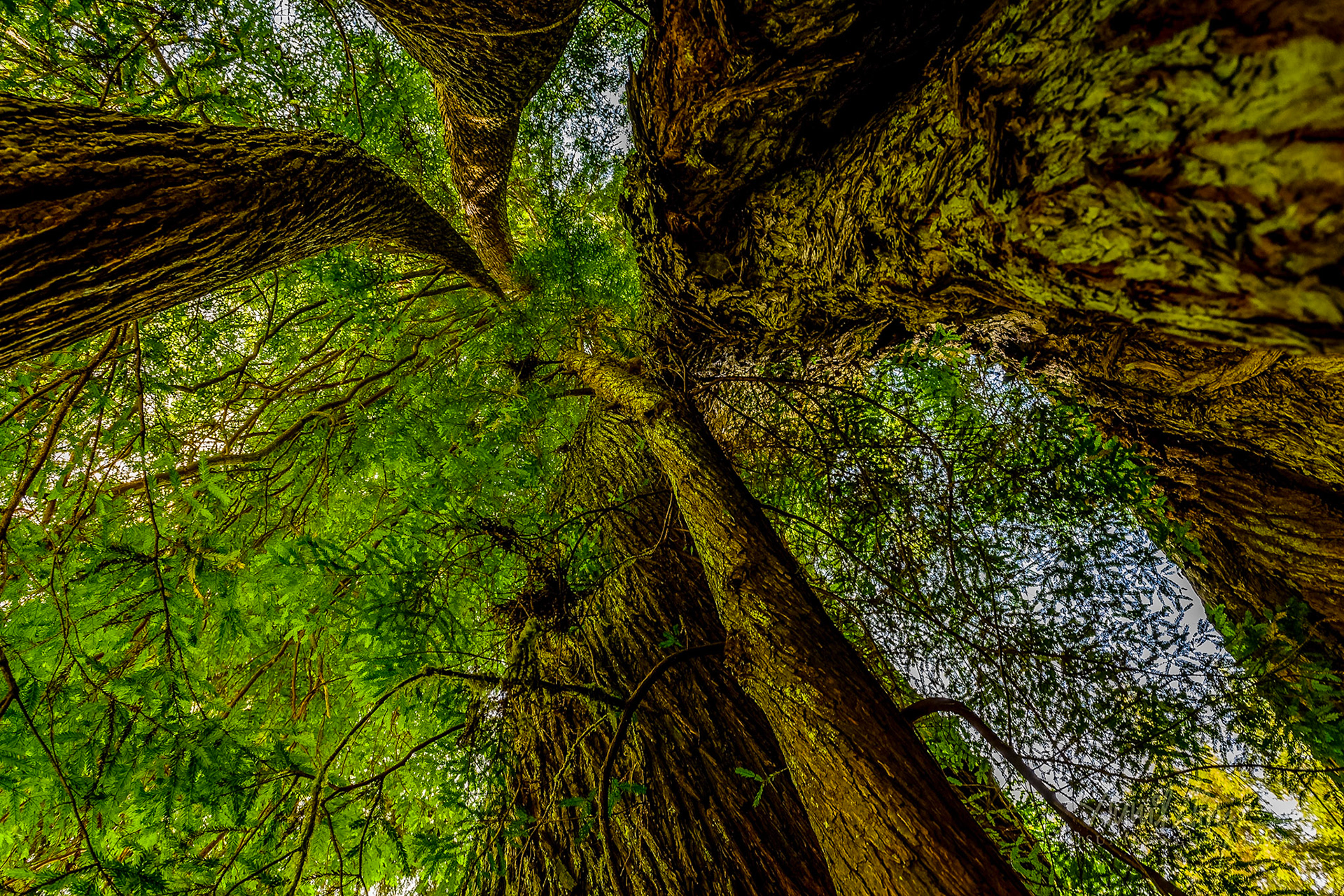 Redwoods, California, USA