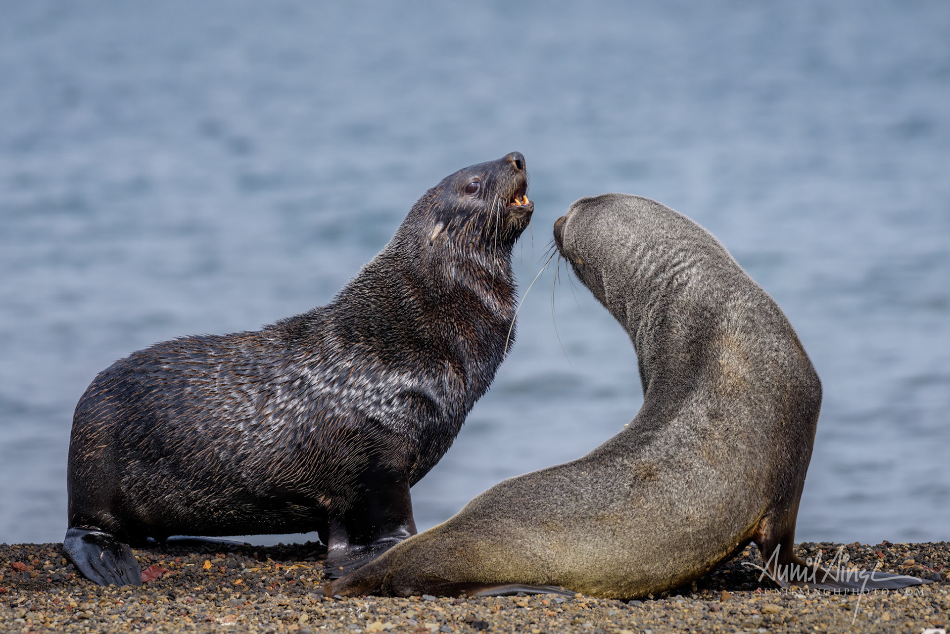 Antarctic fur seal, Deception Island, Whalers Bay, Antarctica