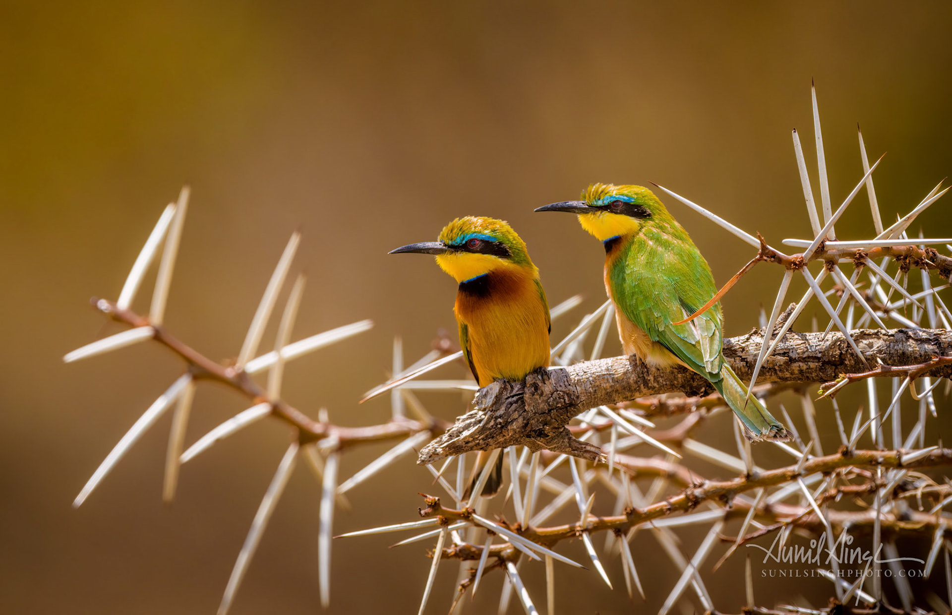 Little Bee-eaters (Merops pusillus), Kinyei Conservancy, Kenya