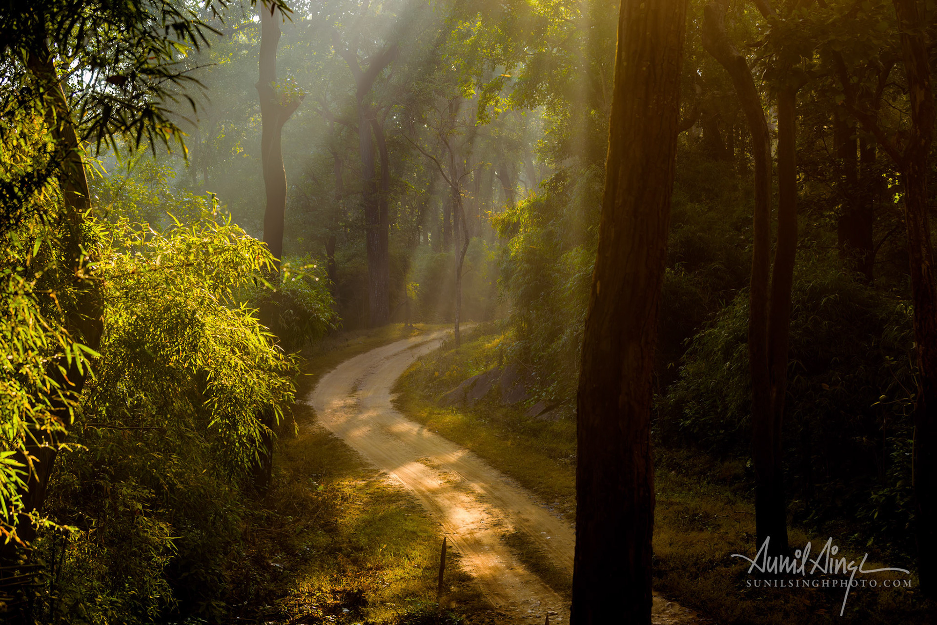 Kanha Tiger Reserve, Madhya Pradesh, India