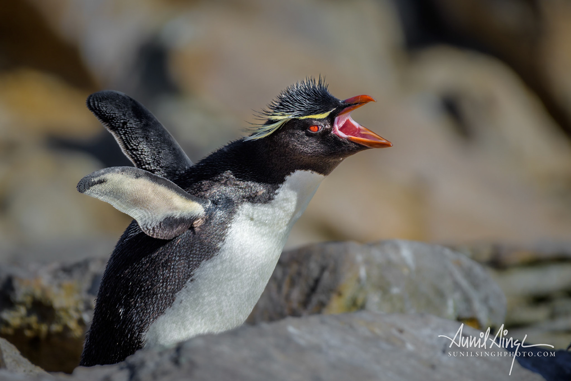 Rockhopper Penguin (Eudyptes moseleyi), New Island, Falkland Islands