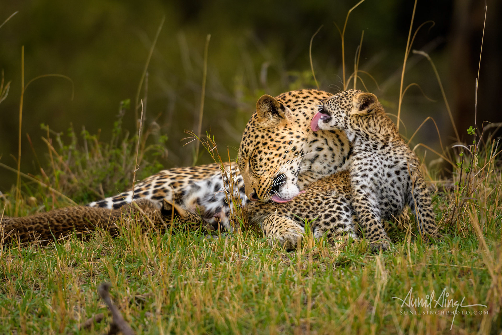 Leopard mother and cubs, Olare Motorogi Conservancy, Kenya