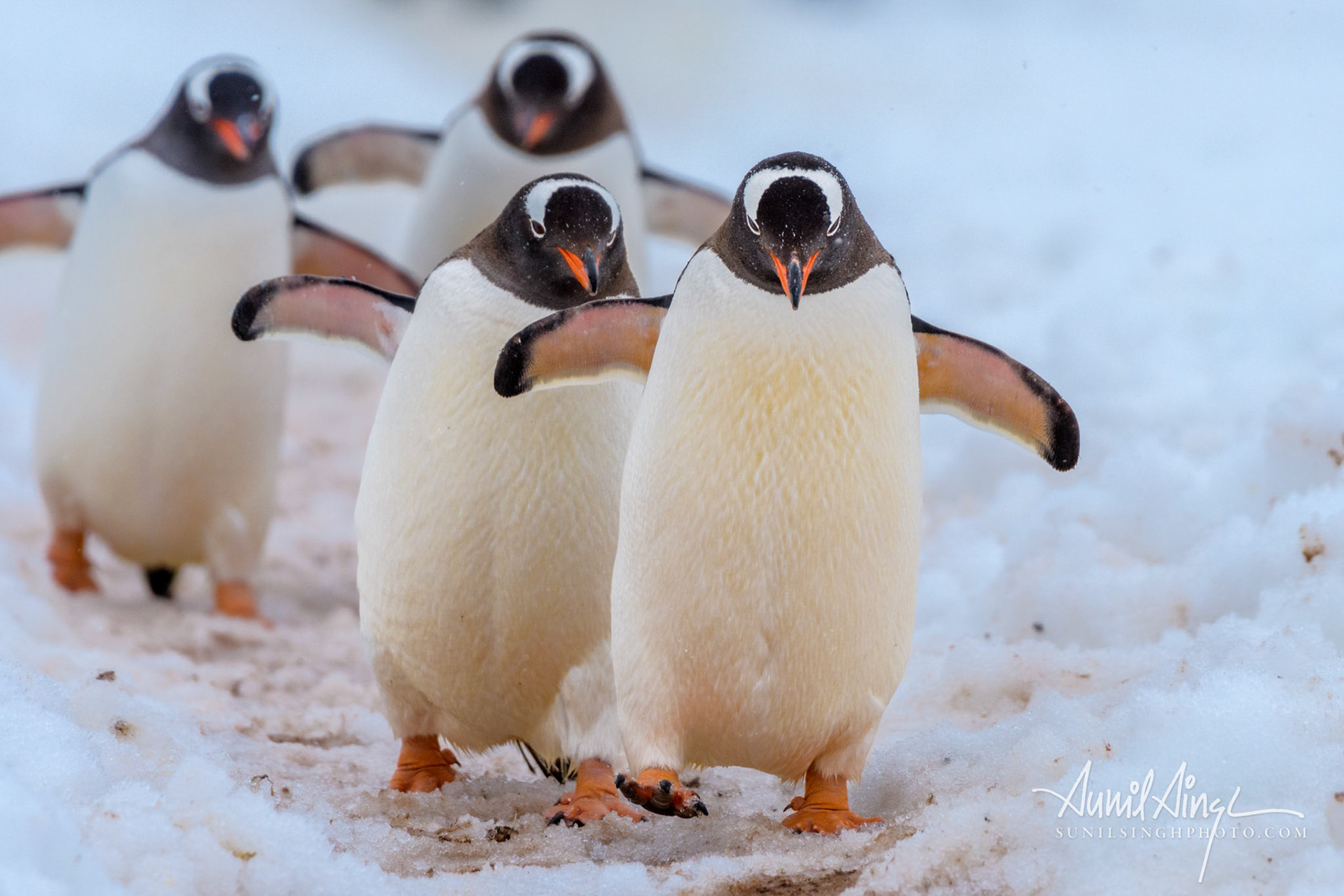 Gentoo penguin (Pygoscelis papua), Gentoo Penguins , Cuverville Island, Antarctica