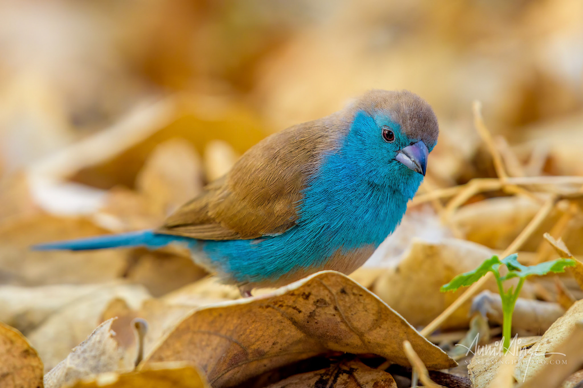 Blue waxbill (Uraeginthus angolensis), Savuti - Chobe National Park