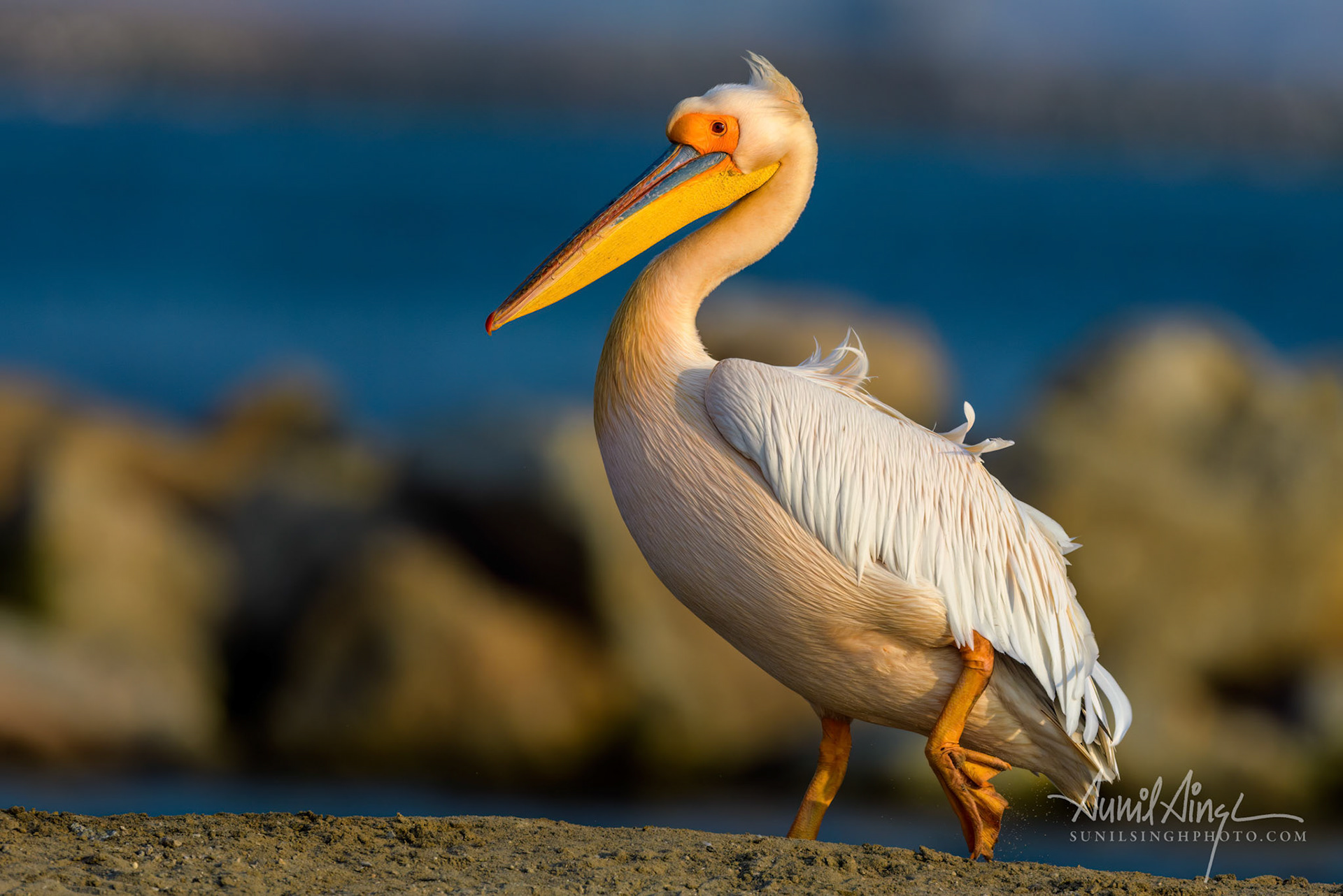 Great white pelican (Pelecanus onocrotalus), Walvis Bay, Namibia
