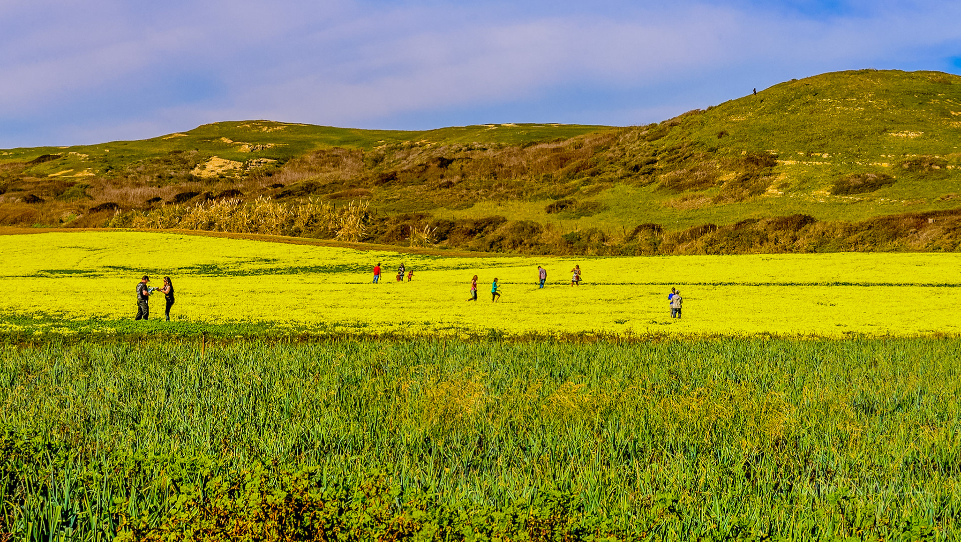 Wild flowers, California Coast, USA