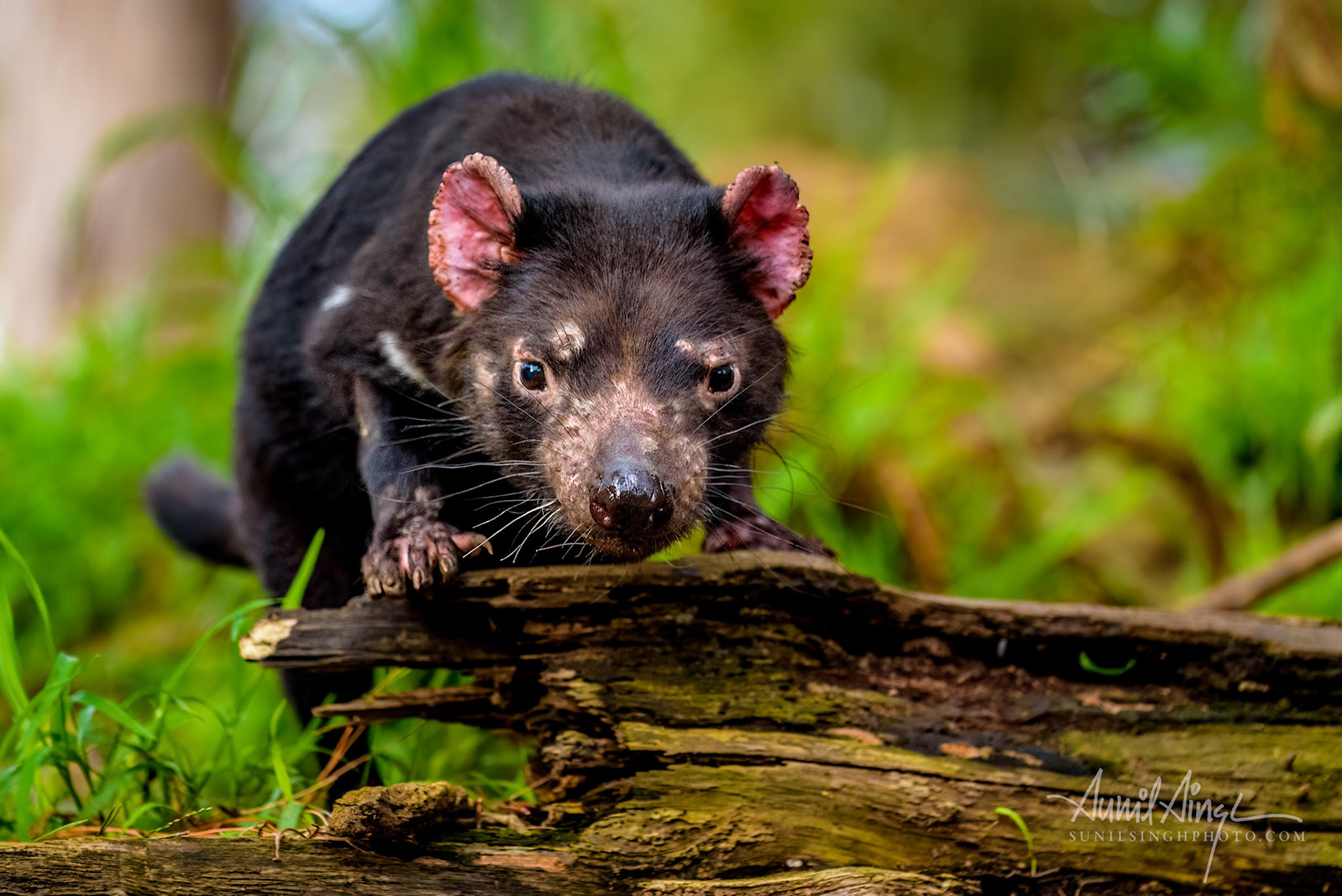 Tasmanian Devil, Tasmania, Australia