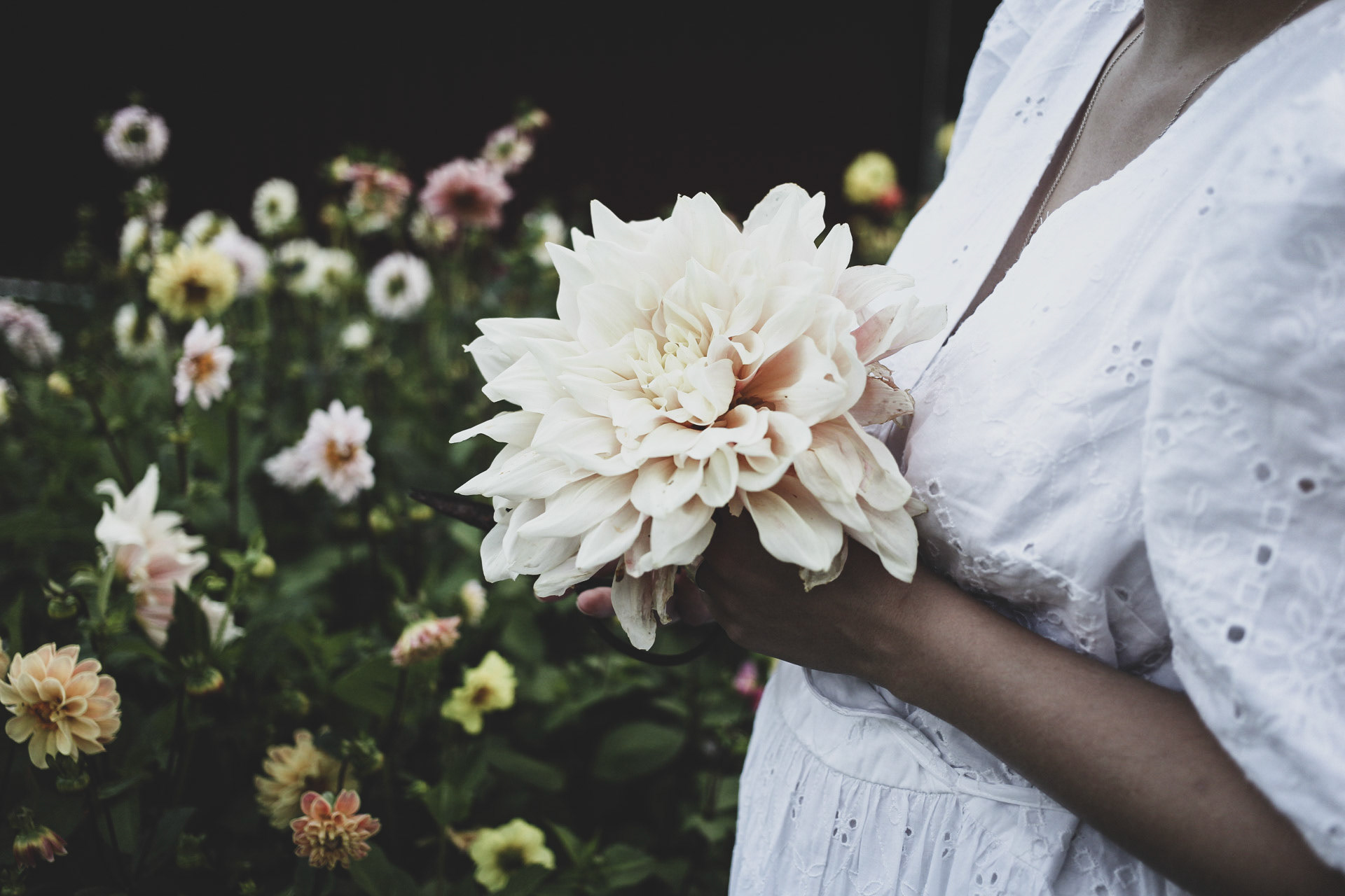 Dahlia 3