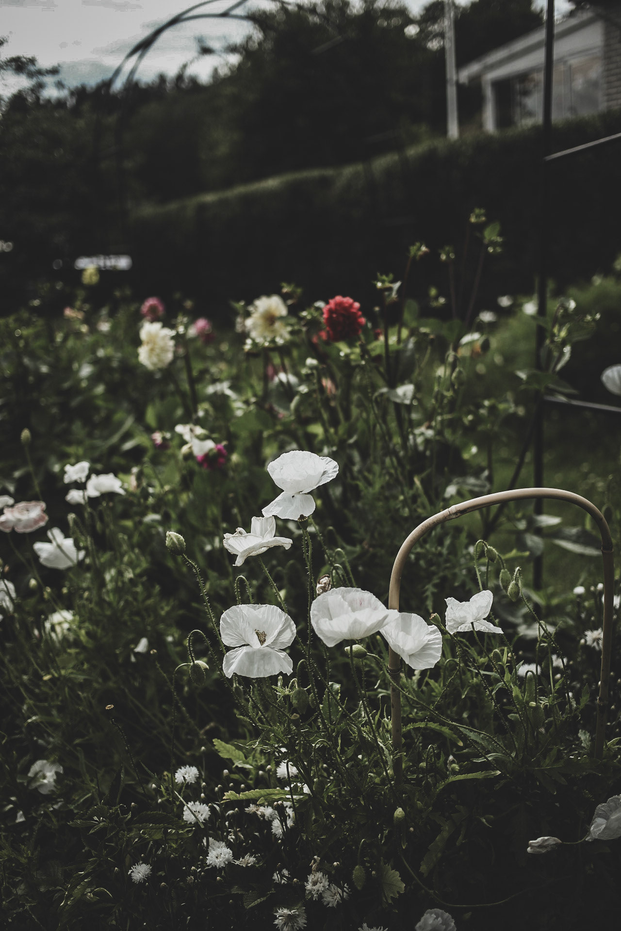Blomsterodling