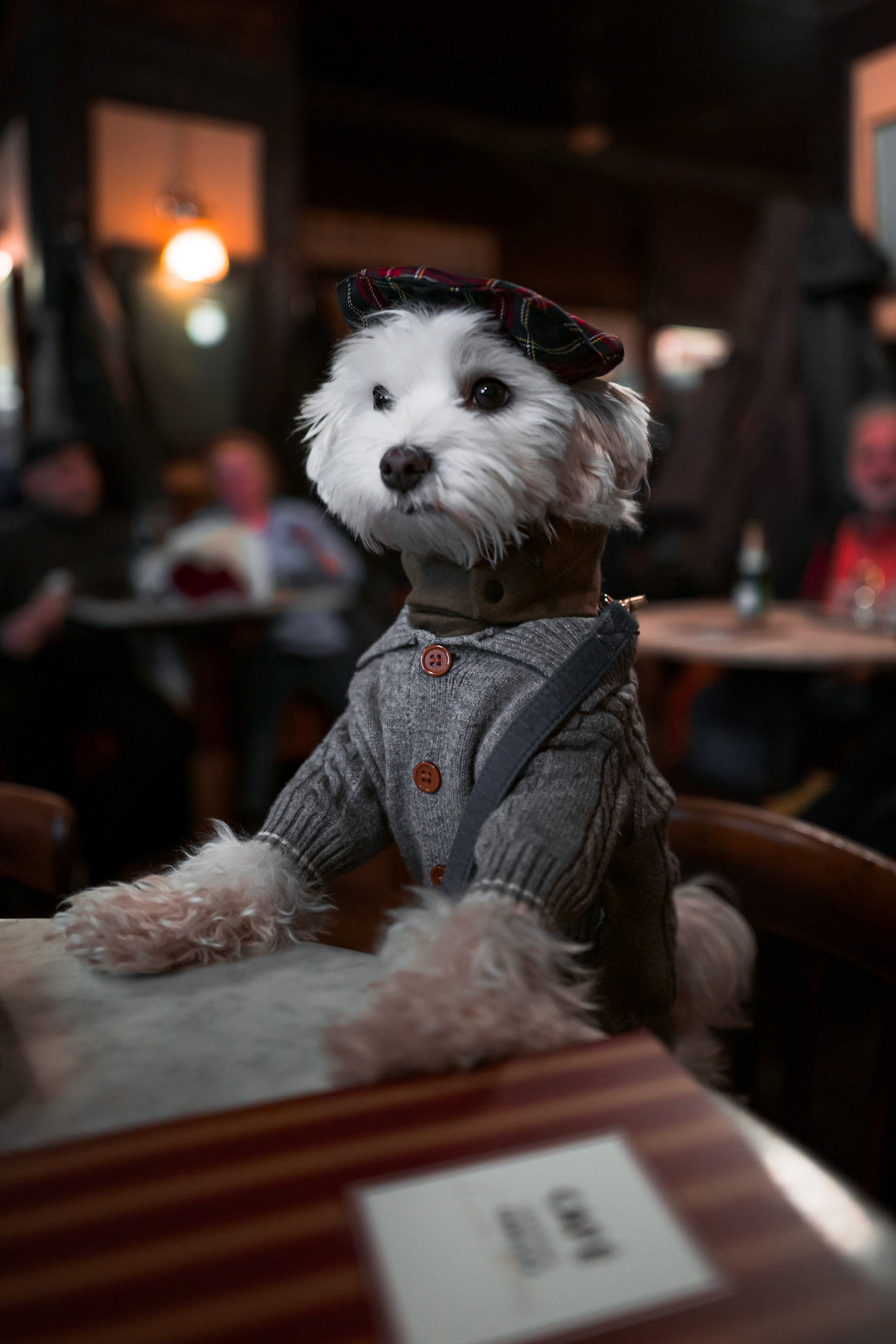 Tofu waits for his order in Cafe Hawelka
