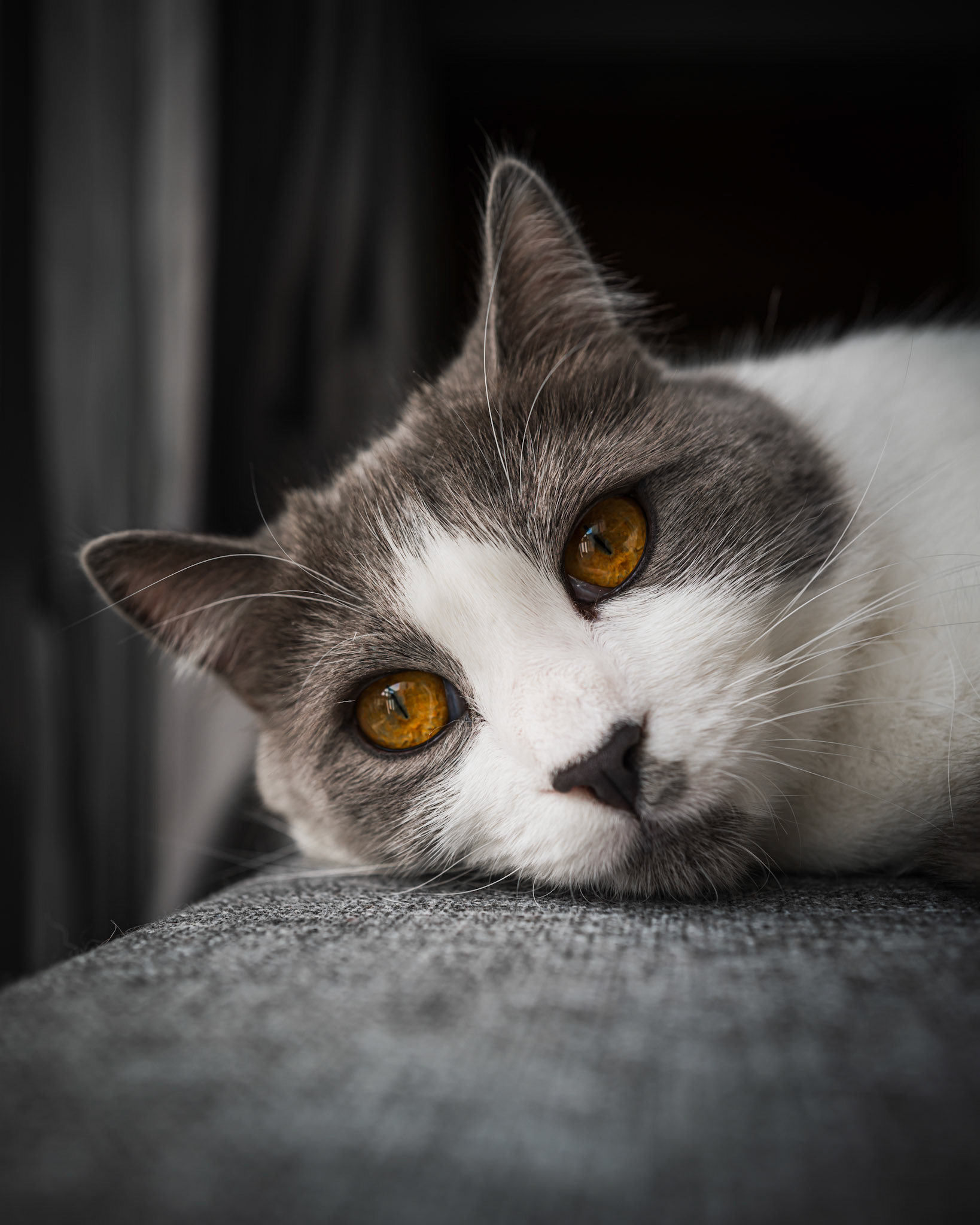 My cat