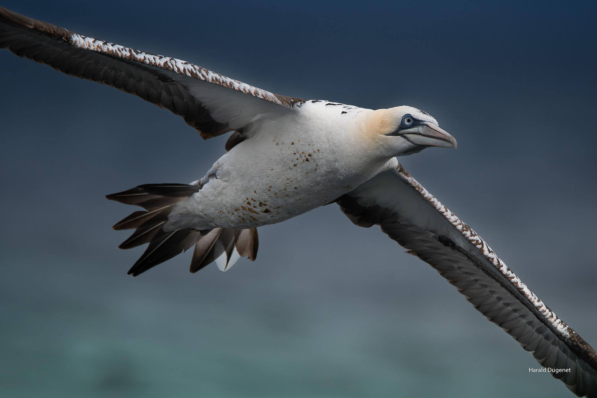Voler lmes ailes droites