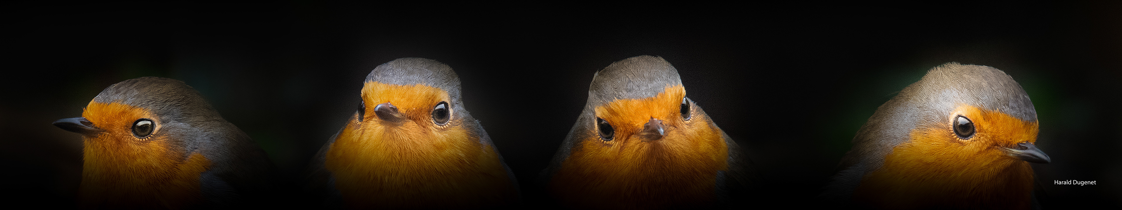 Robin, 4 portraits la nuit