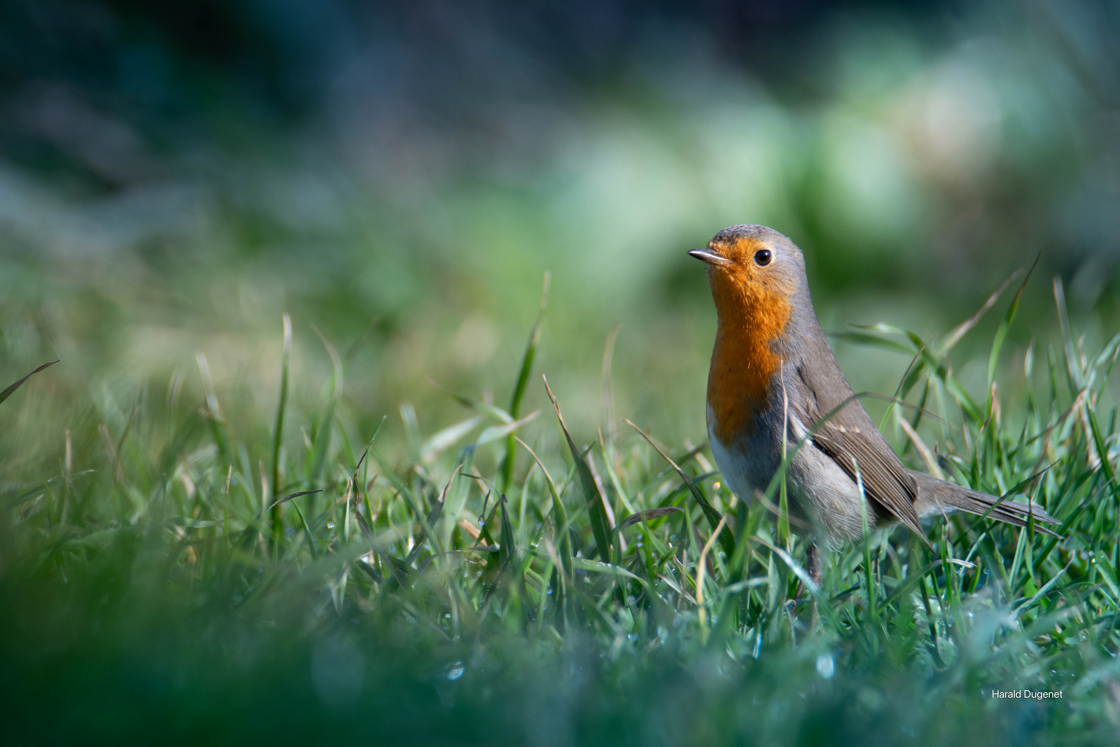 L'herbe humide