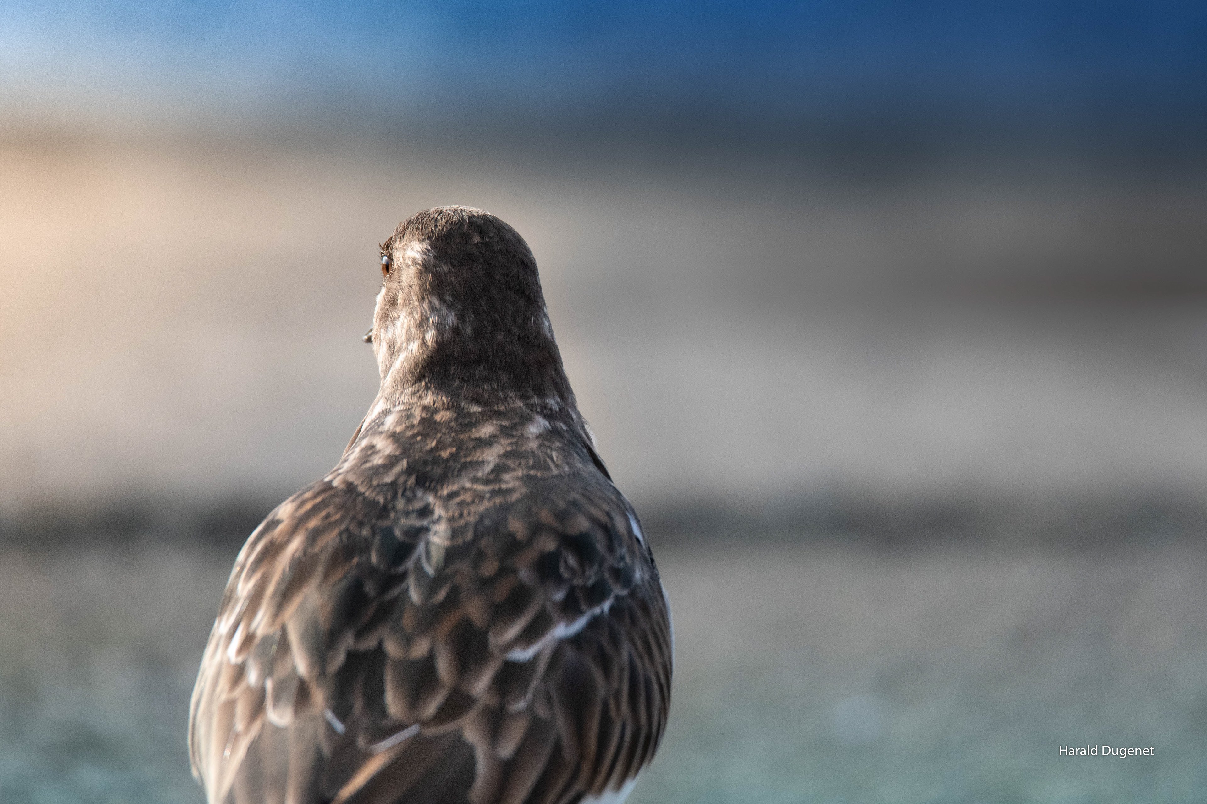 Le regard en arrière