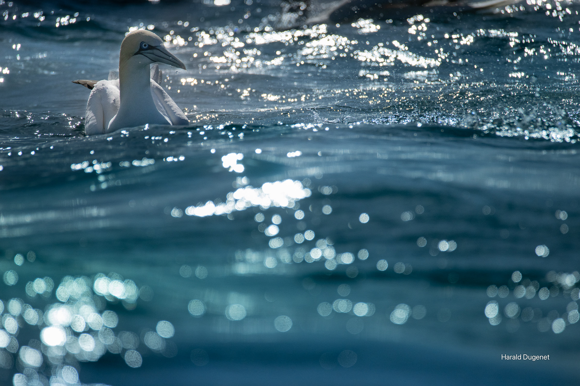 Entre l'air et l'eau