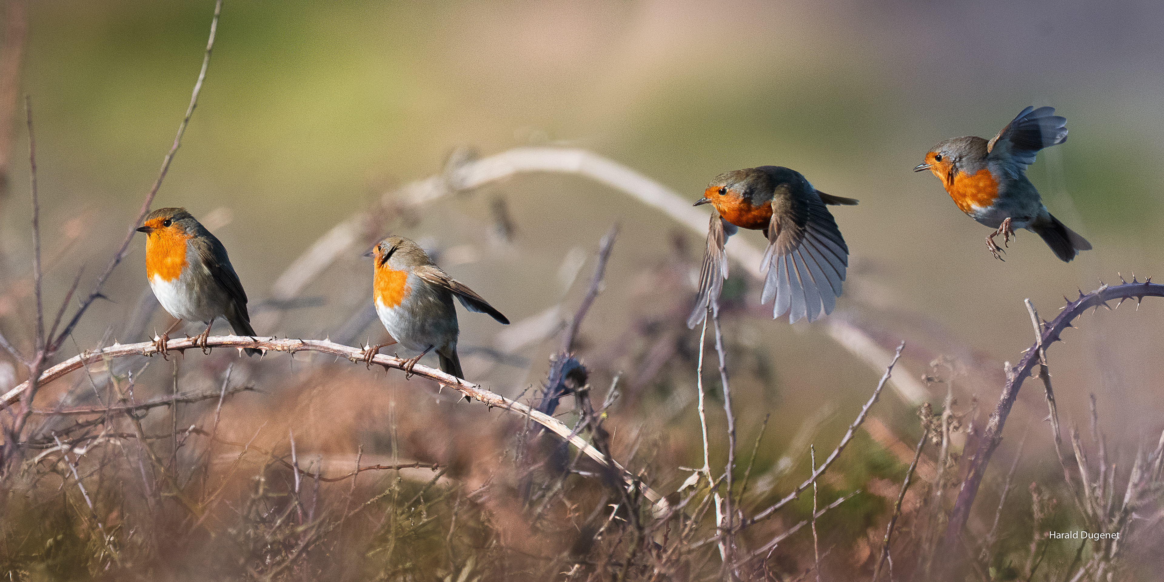 Robin, la ronce et la prunelle