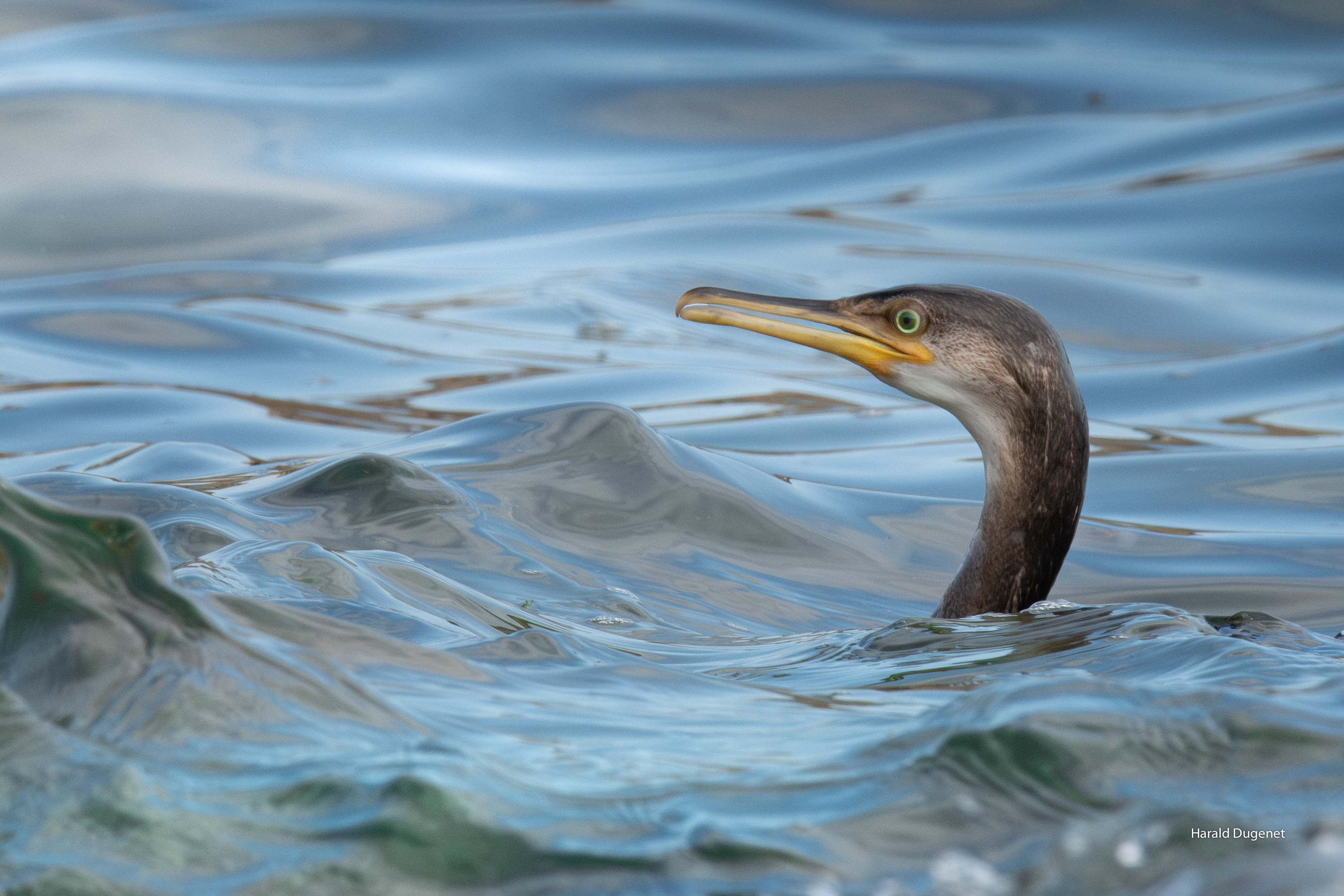 Les plis de l'eau calme