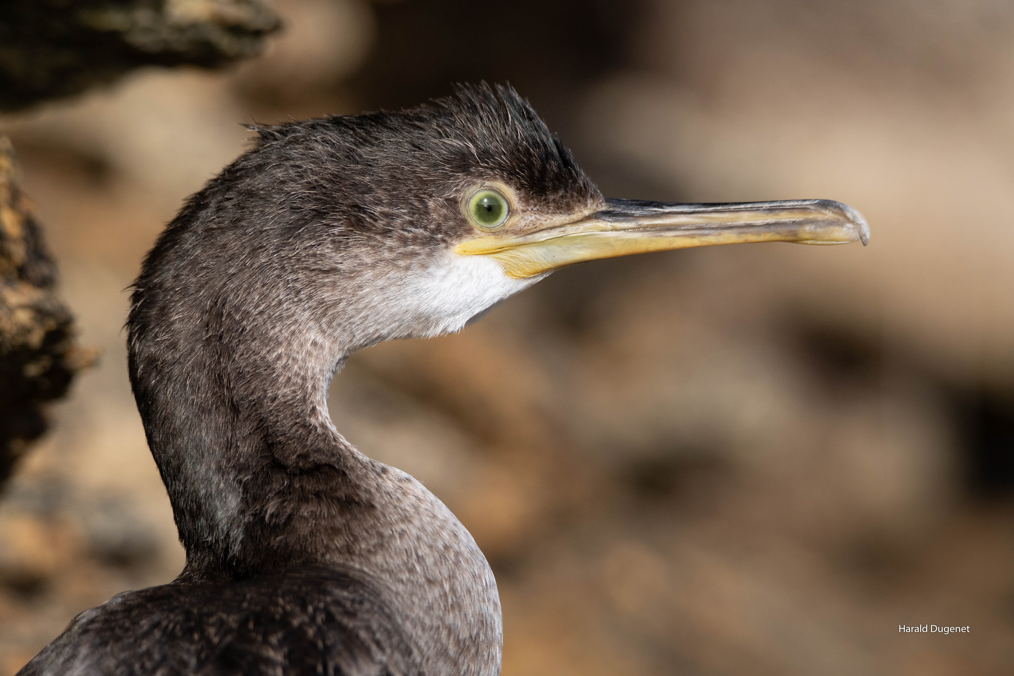 Les refuge des falaises