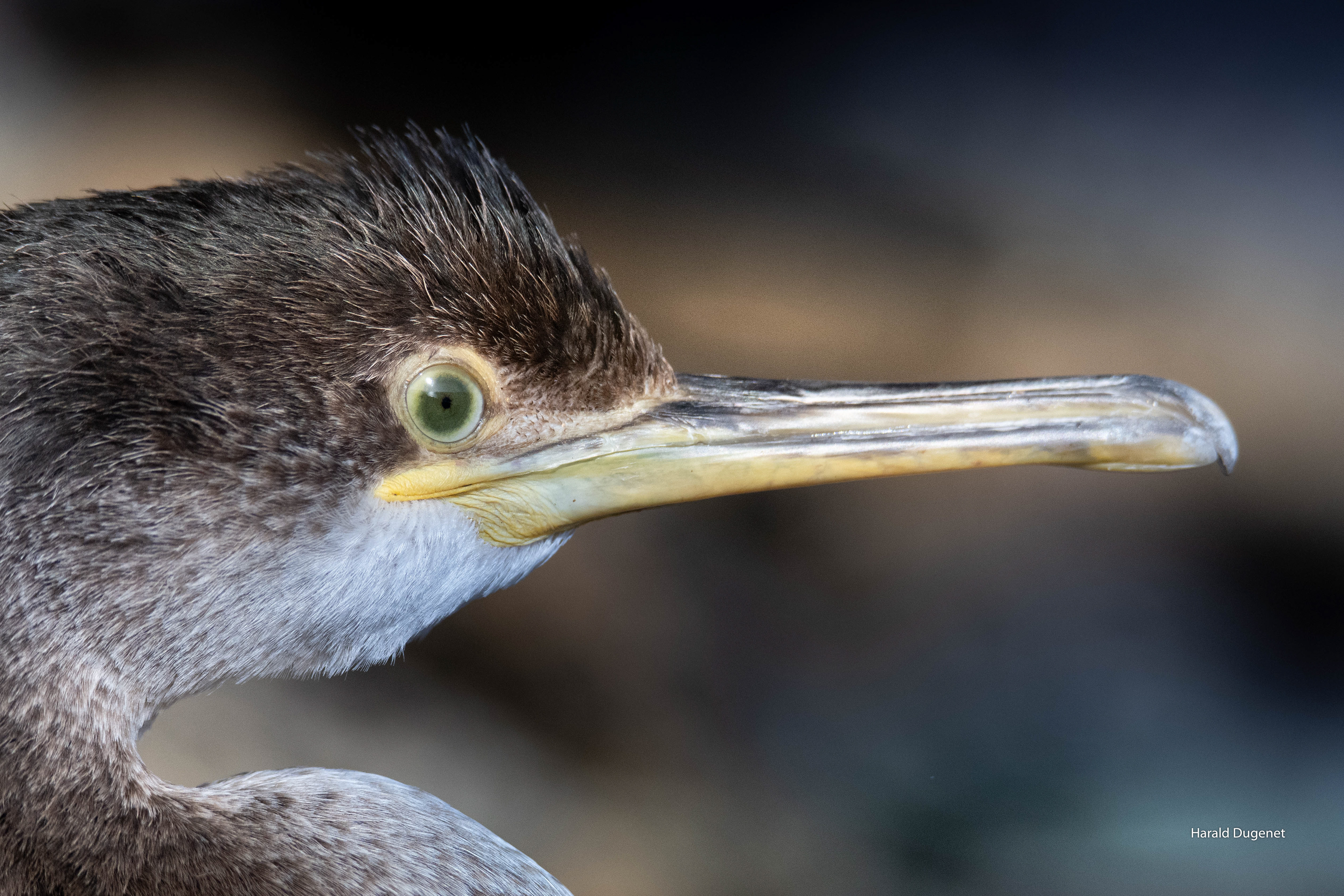 Observer le soir qui s'étend