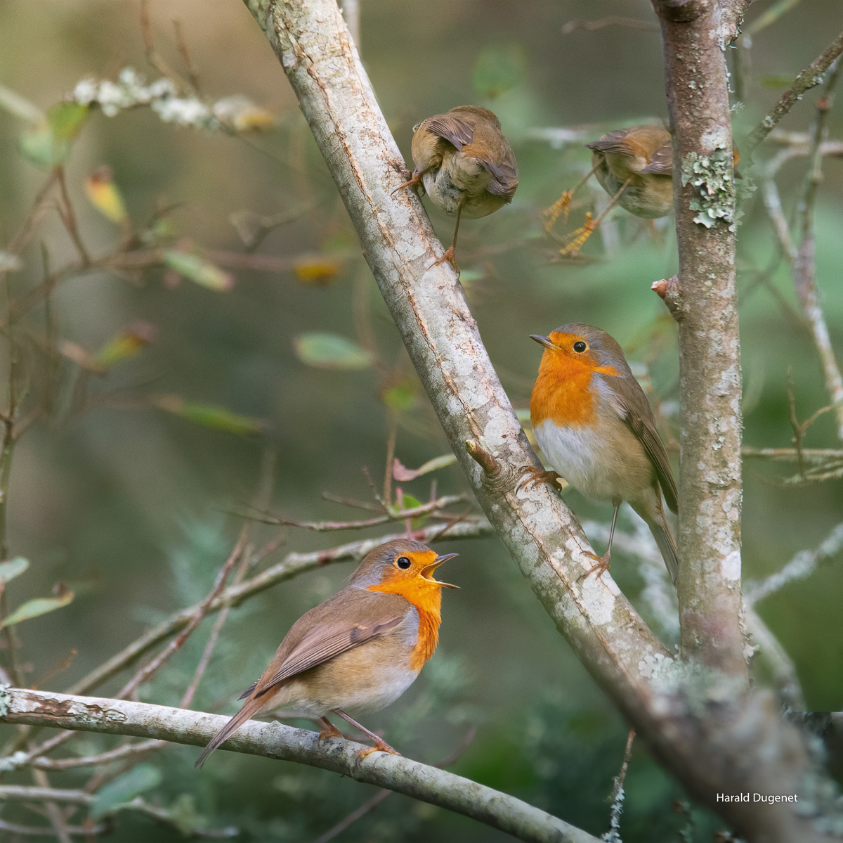 Robin, chanter, observer, disparaître.