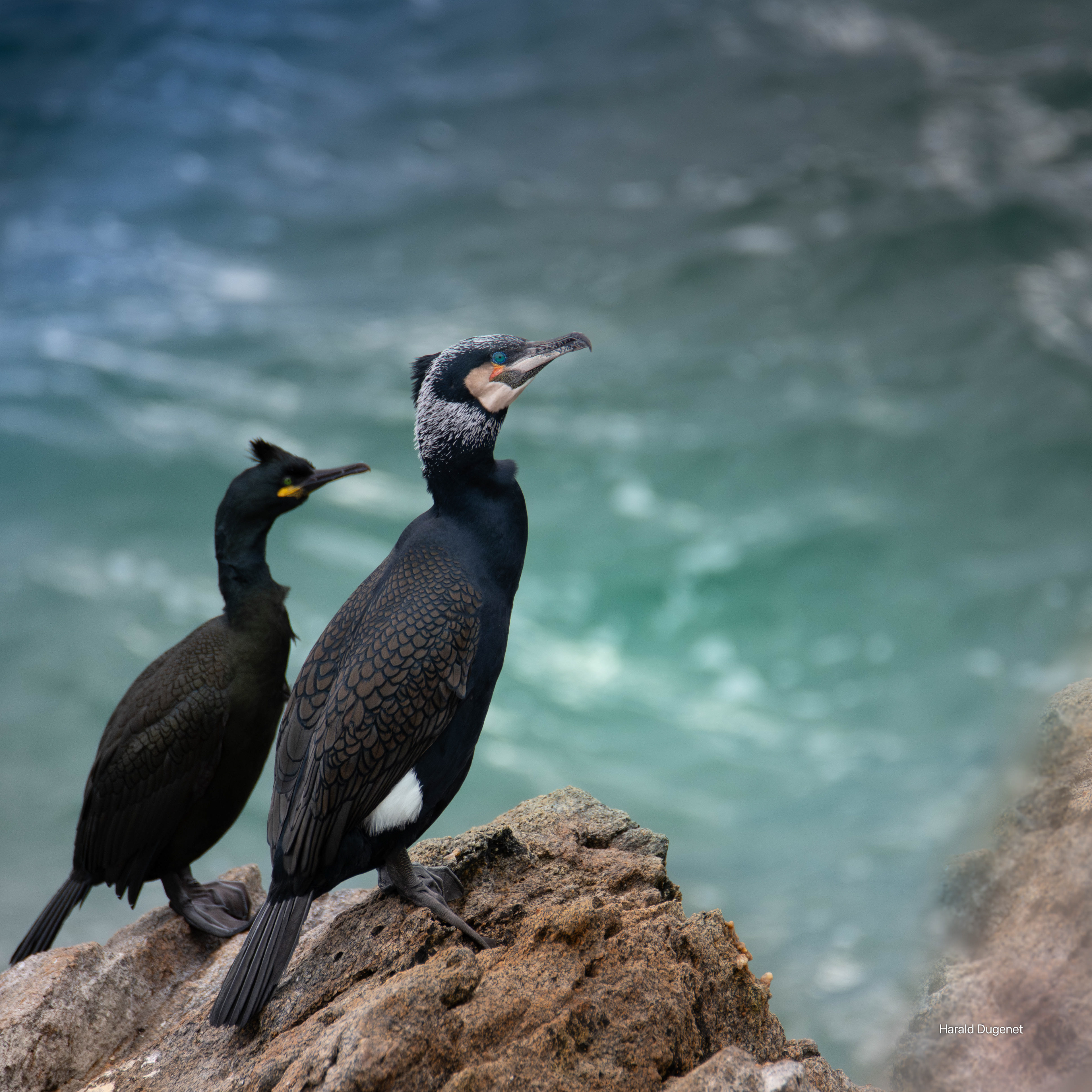 Oeil bleu, oeil vert