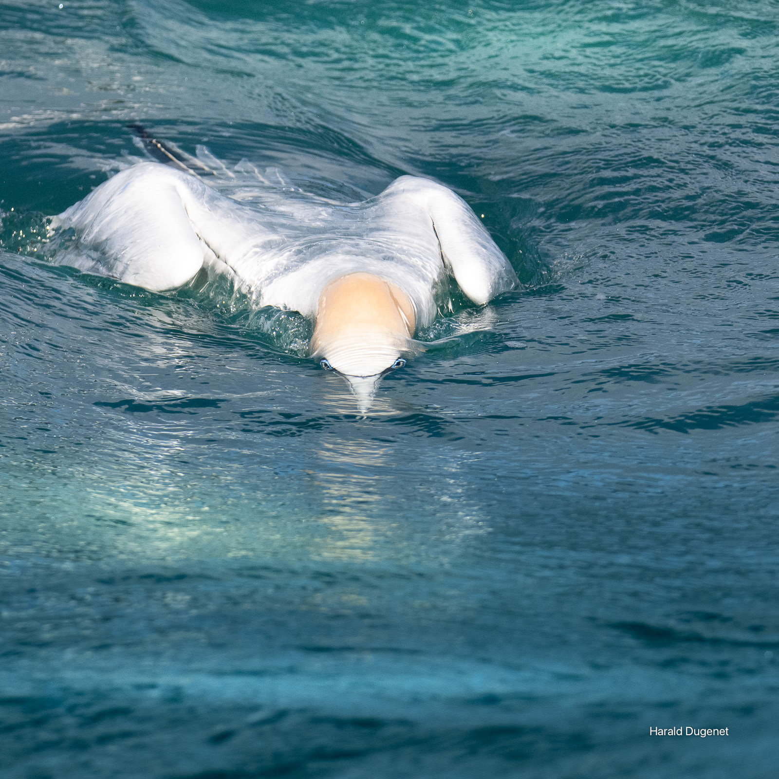Regard sous marin