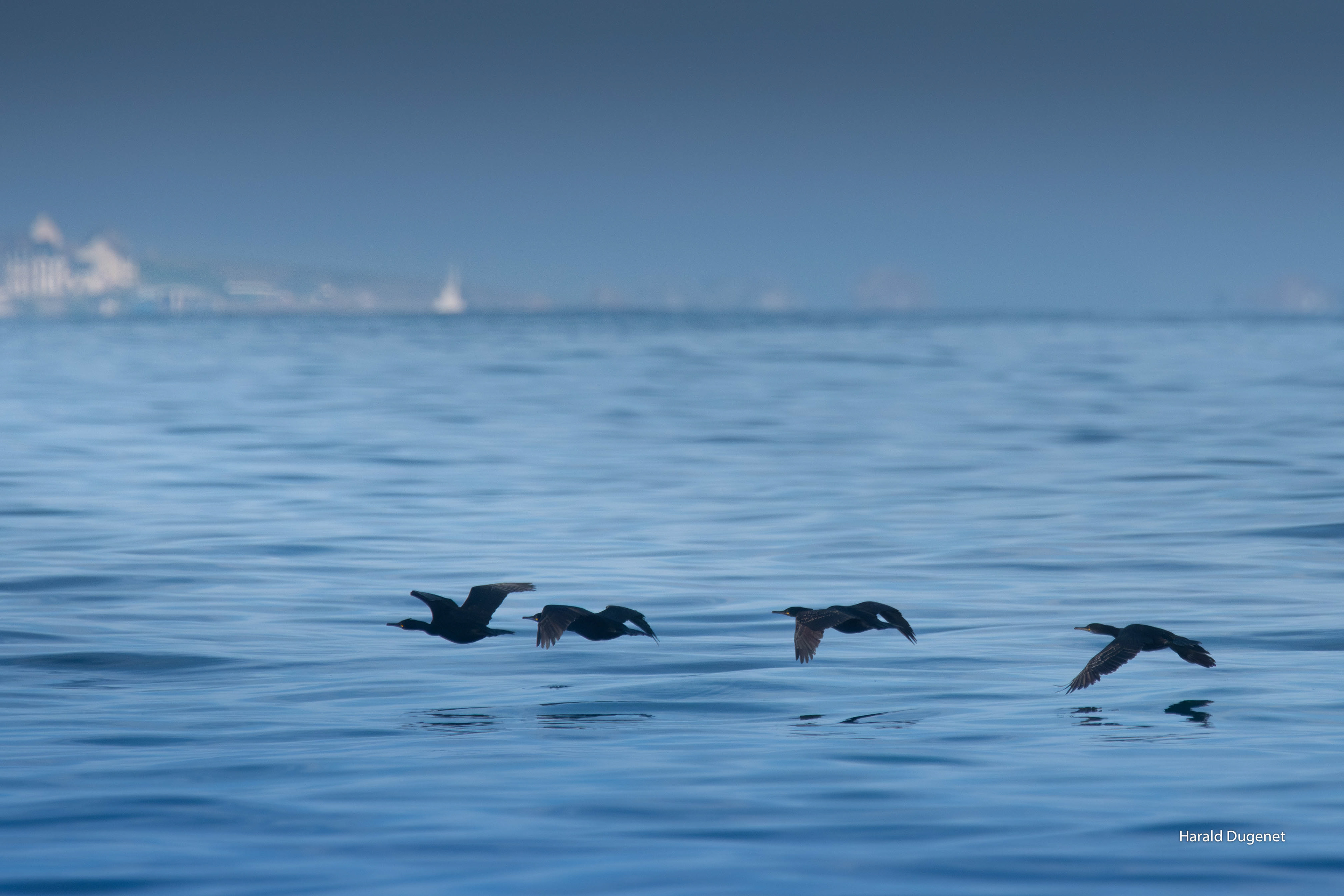 Précéder l'éveil du monde