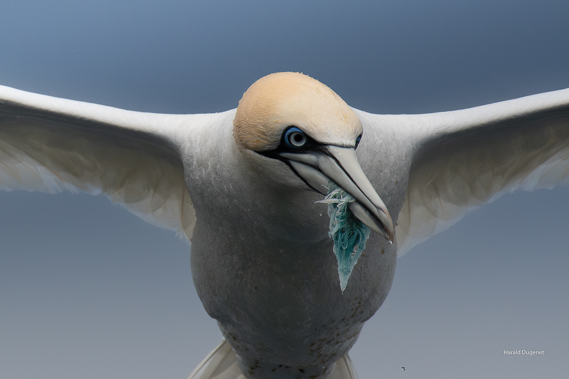 L'oiseau pris au piège
