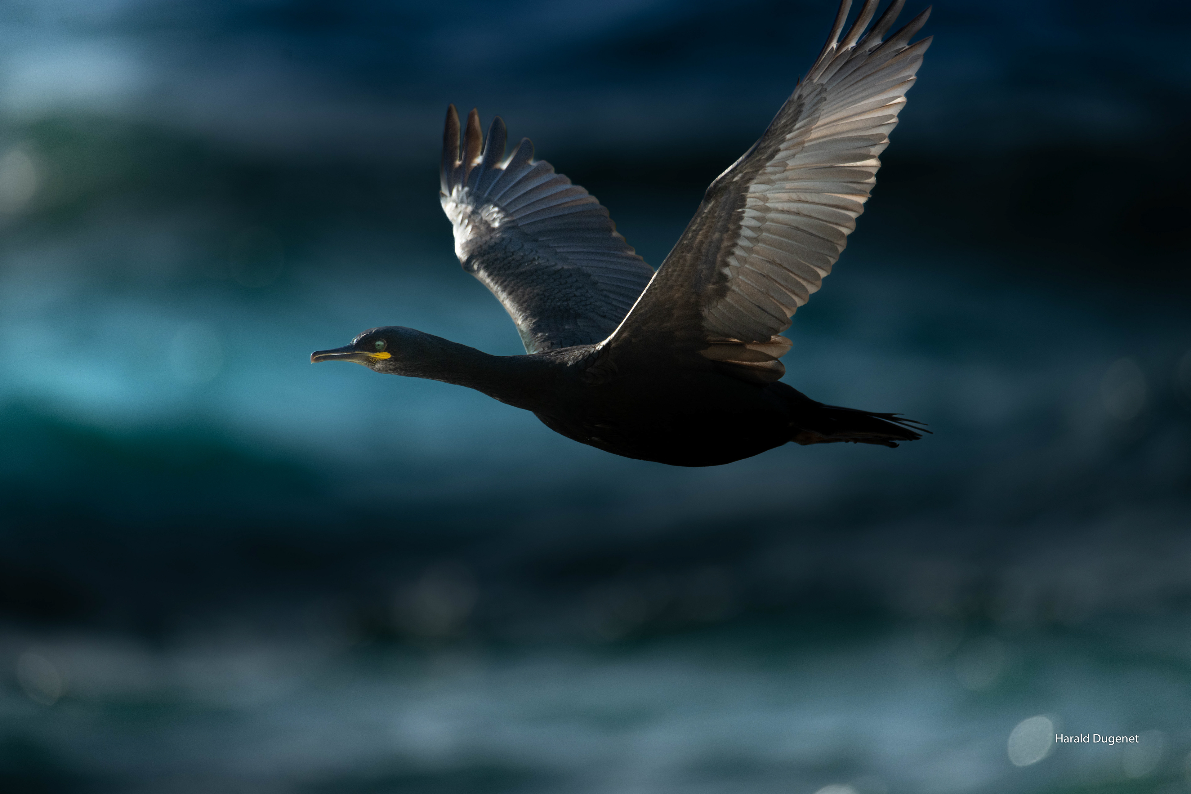 Revenir du pays de l'ombre