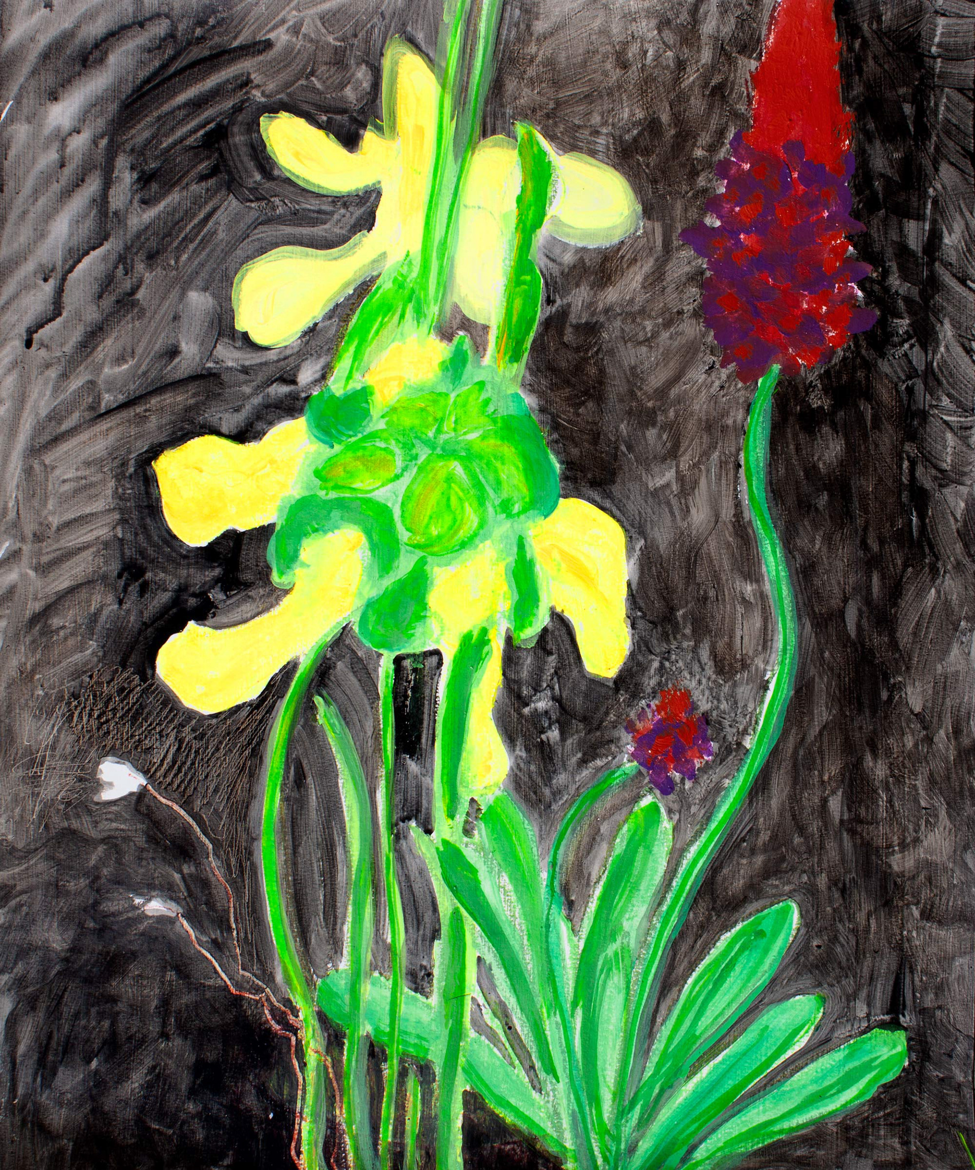 Pitcher and Primula, oil on paper, 14" x 17"​, 2022