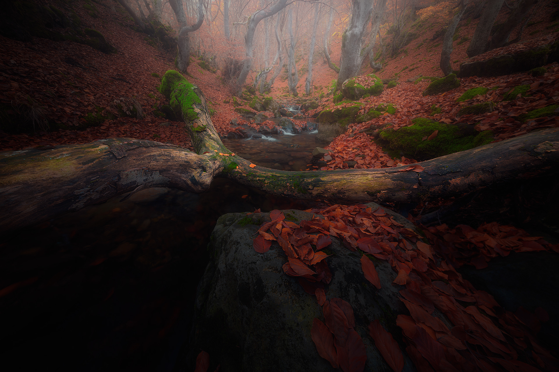 Paisaje otoñal en el Faedo Ciñera, con neblina suave entre las hojas rojas de los árboles y un tronco caído de haya atravesando el riachuelo al amanecer