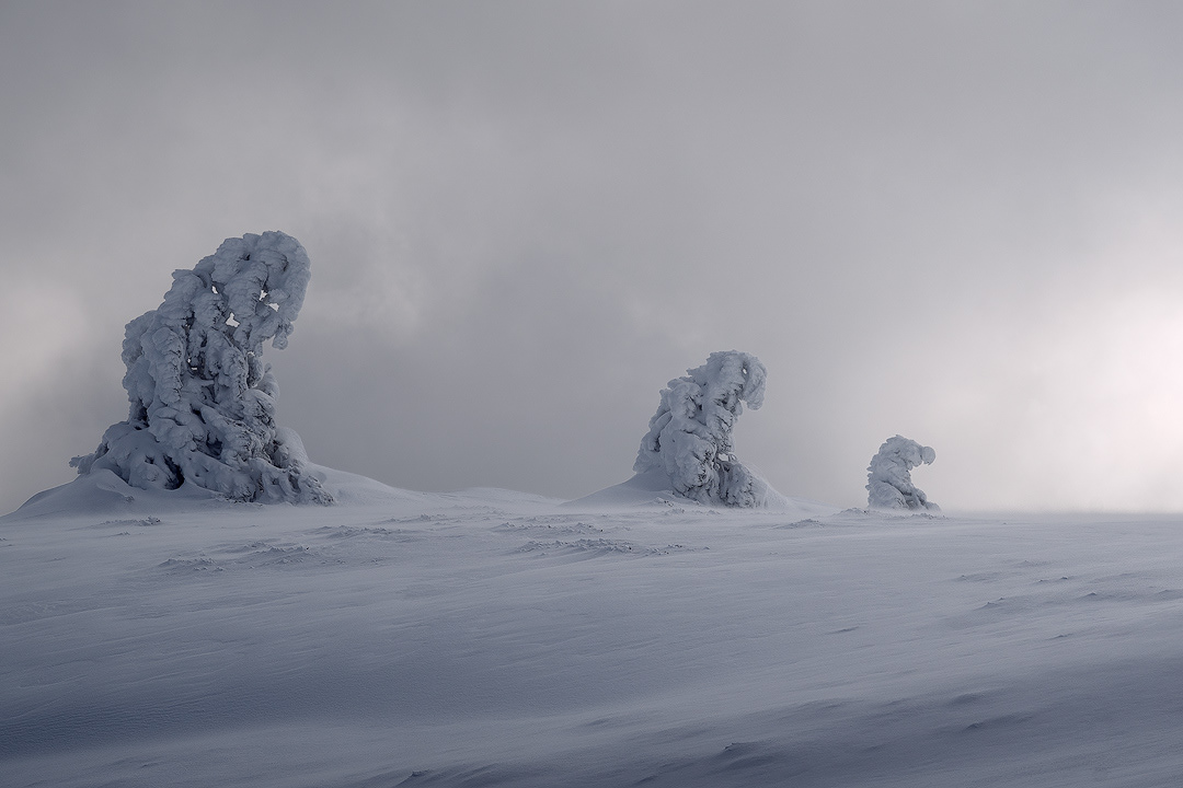 arboles como fantasmas doblados por la nieve en la cordillera cantábrica 