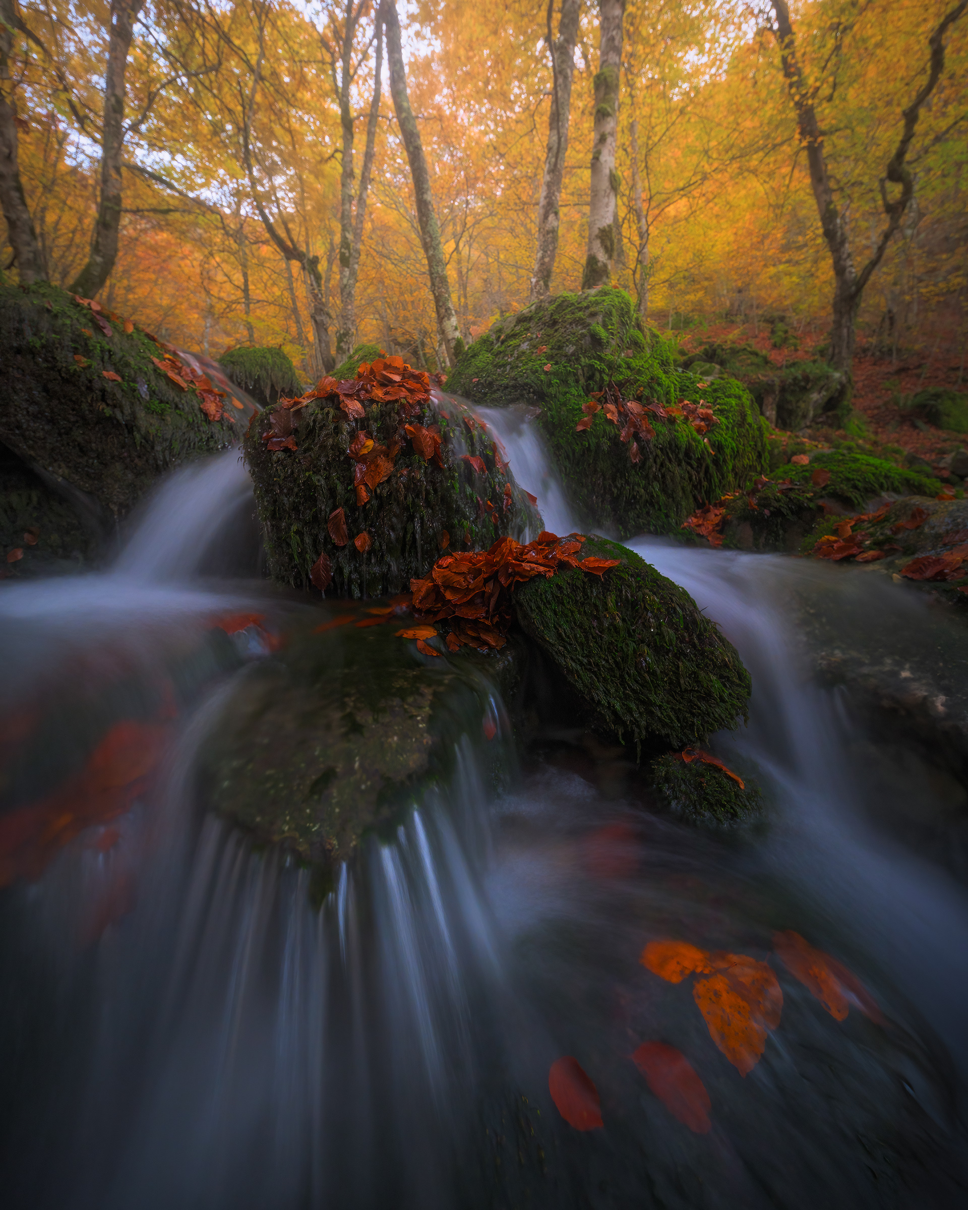 Paisaje otoñal en el hayedo de Argovejo, León, con agua corriendo entre piedras cubiertas de musgo verde y hojas rojas cayendo, creando una escena mágica y serena