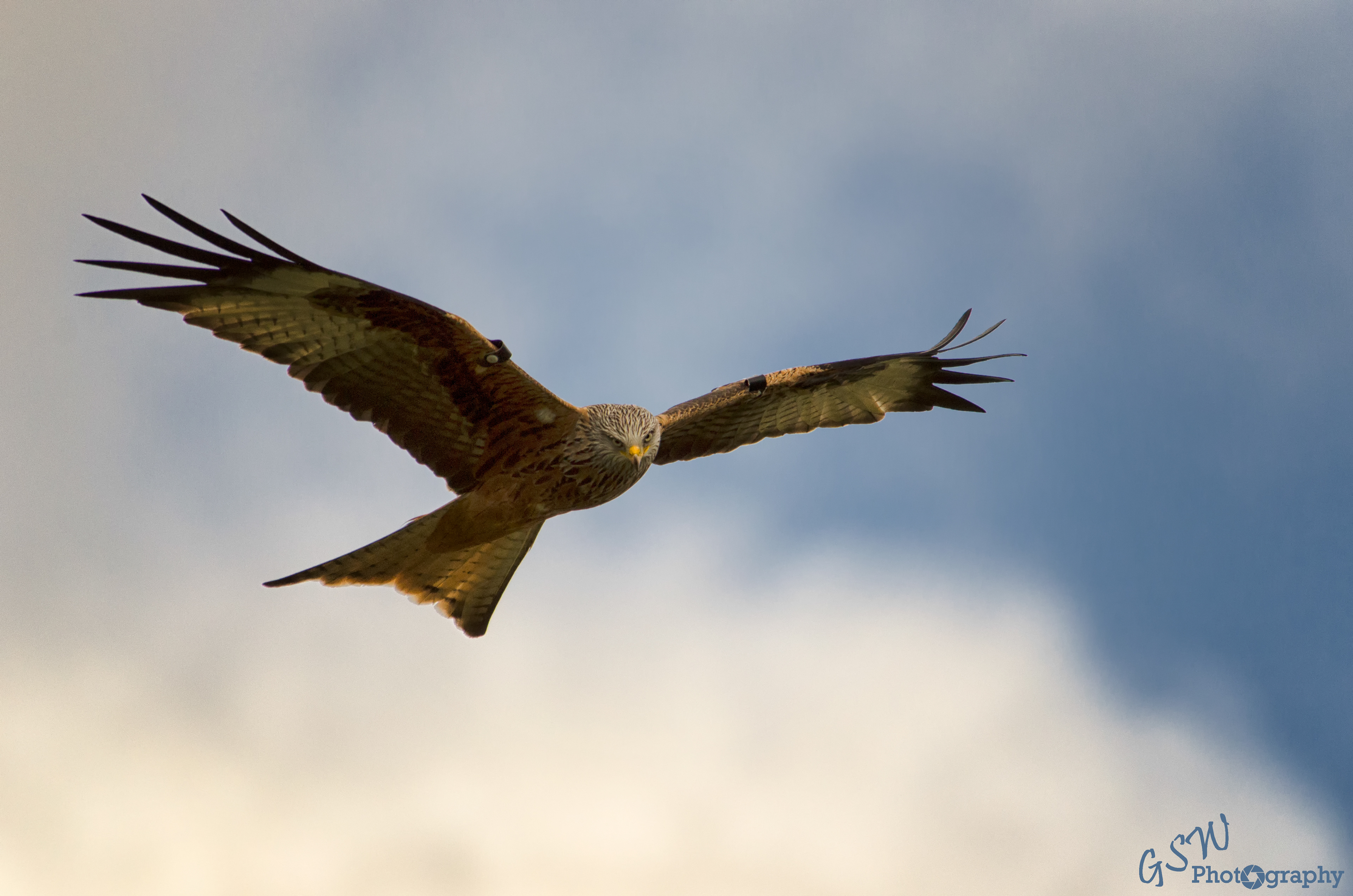 I'm watching you like a hawk, Wales