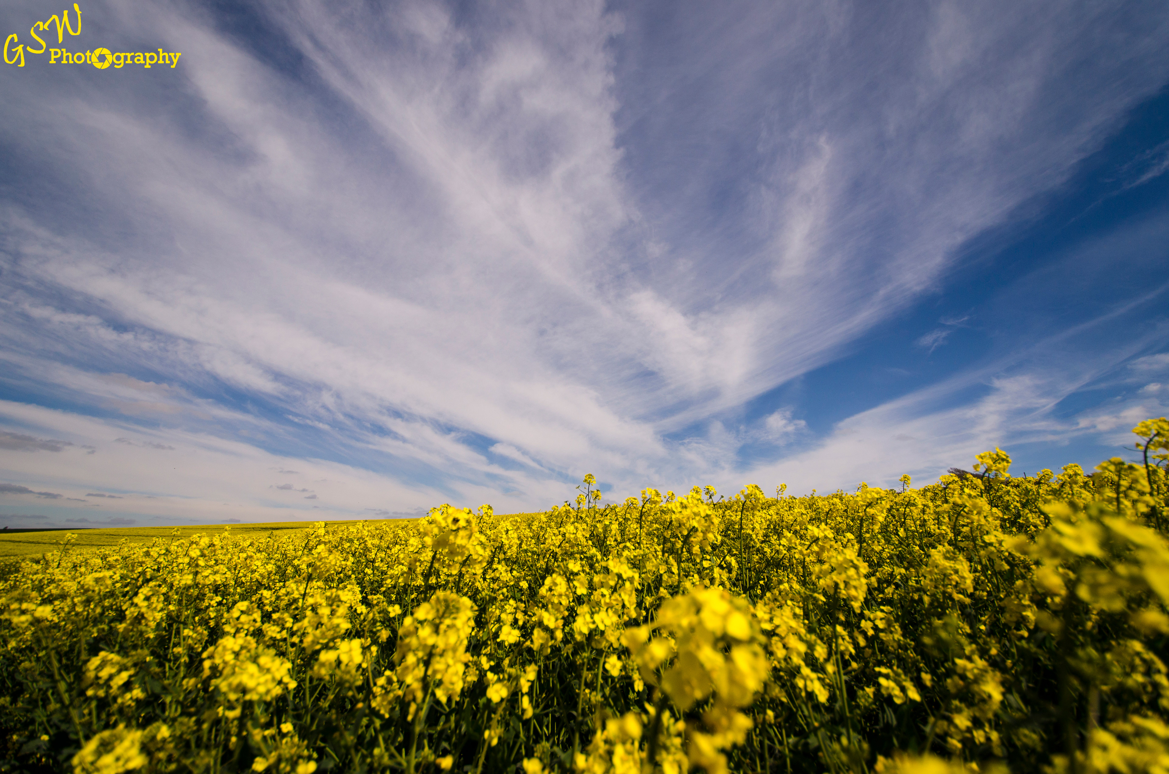 Sapphire & Gold, Dorset