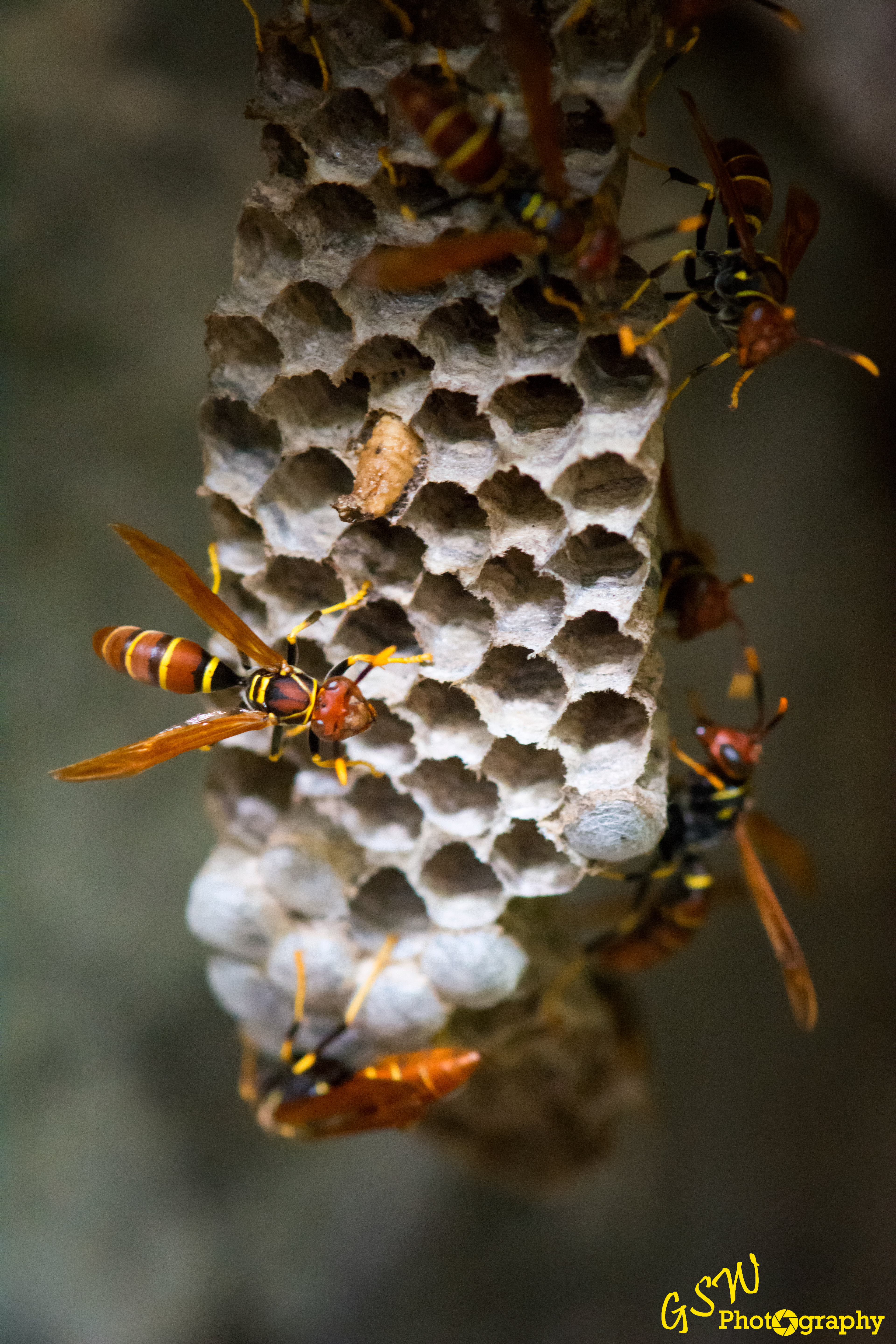Paper Wasps