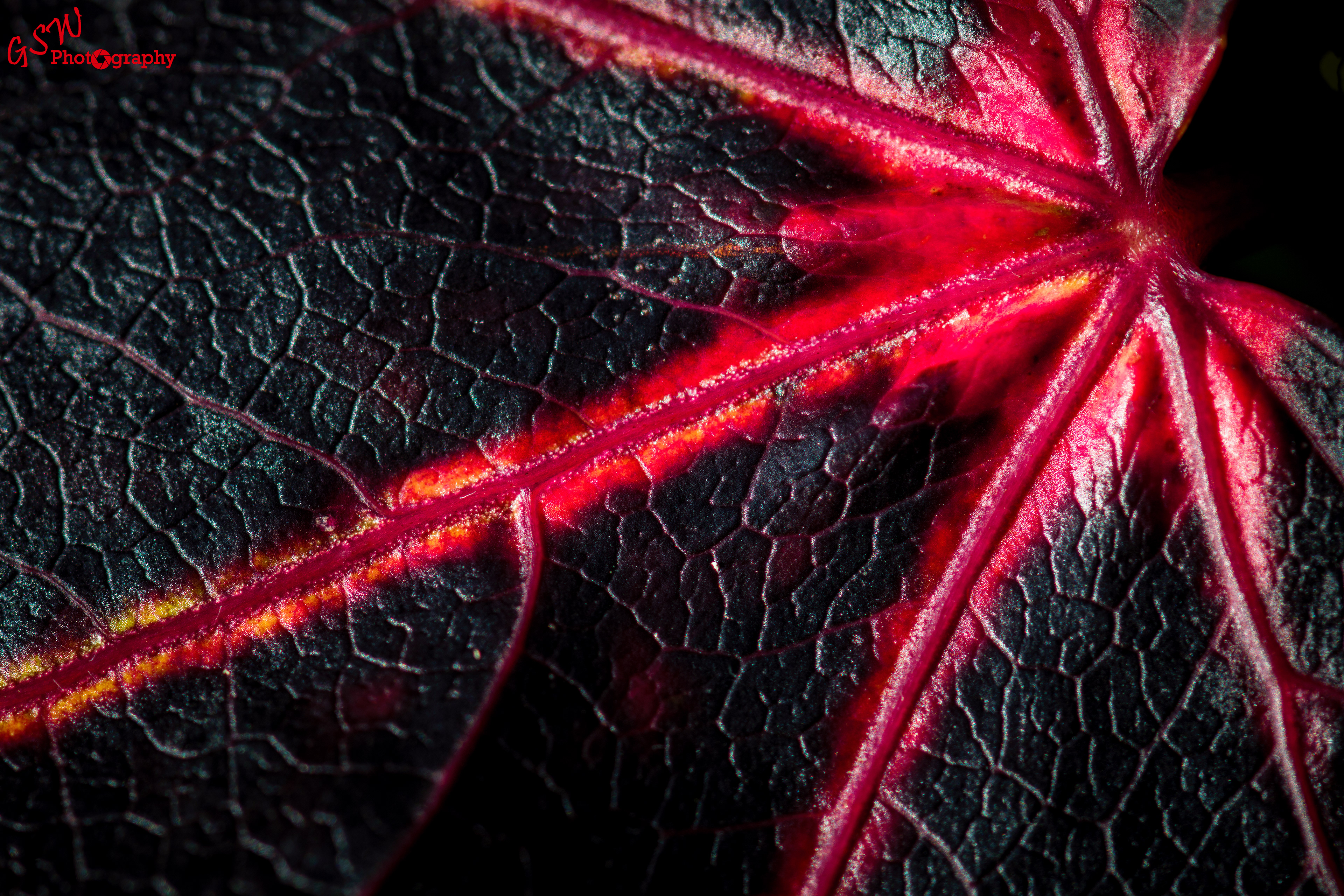 Black and Red, Sussex