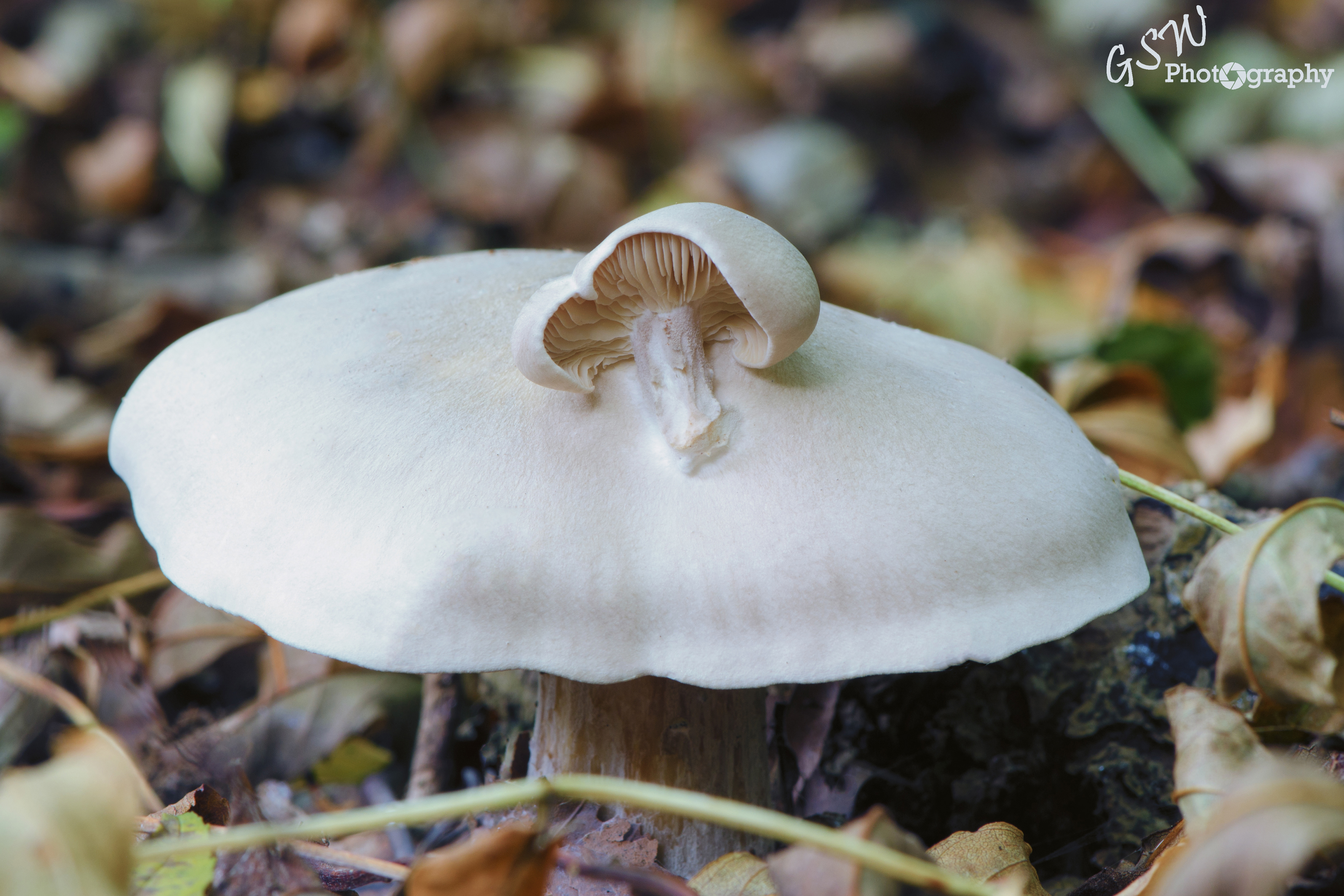 Conjoined Knight, Sussex