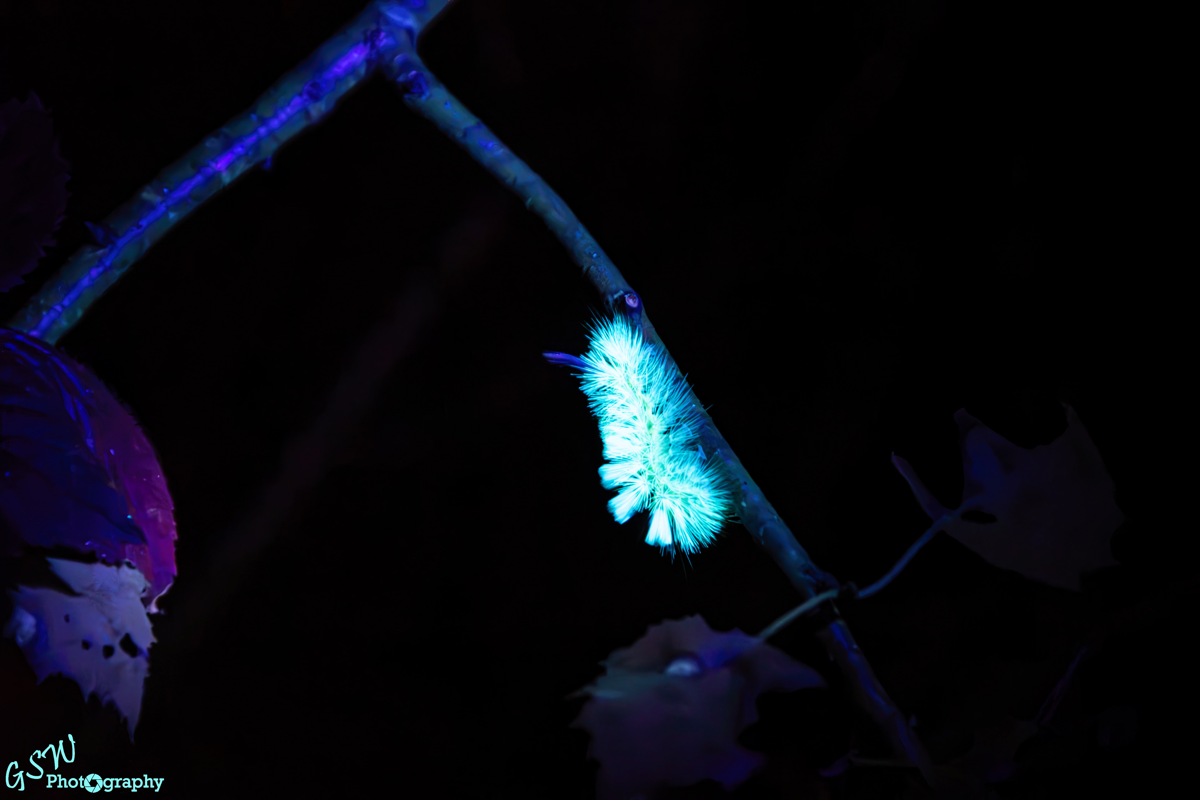 Glow in the Dark Caterpillar, UK