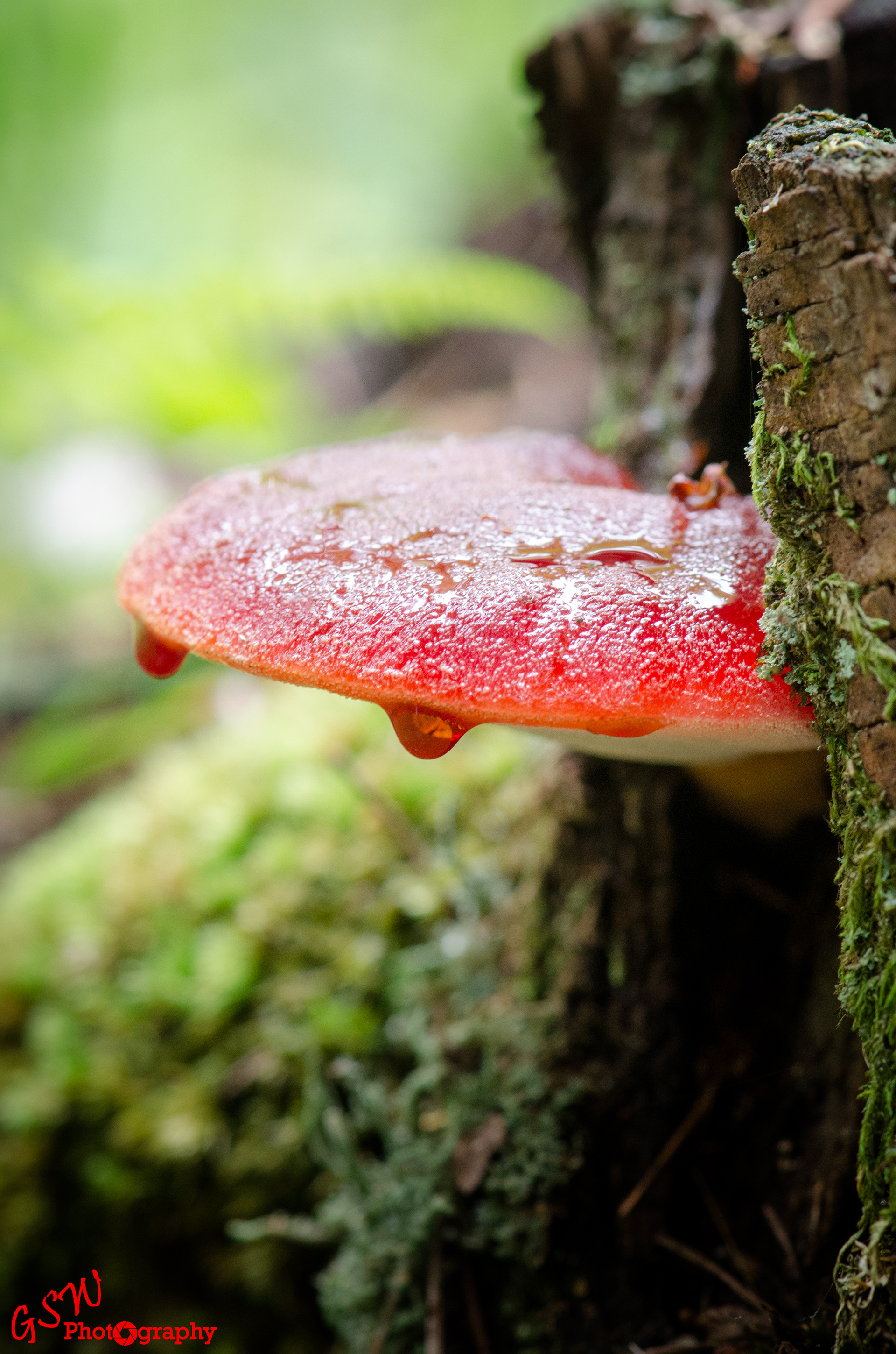 Beefsteak Fungus