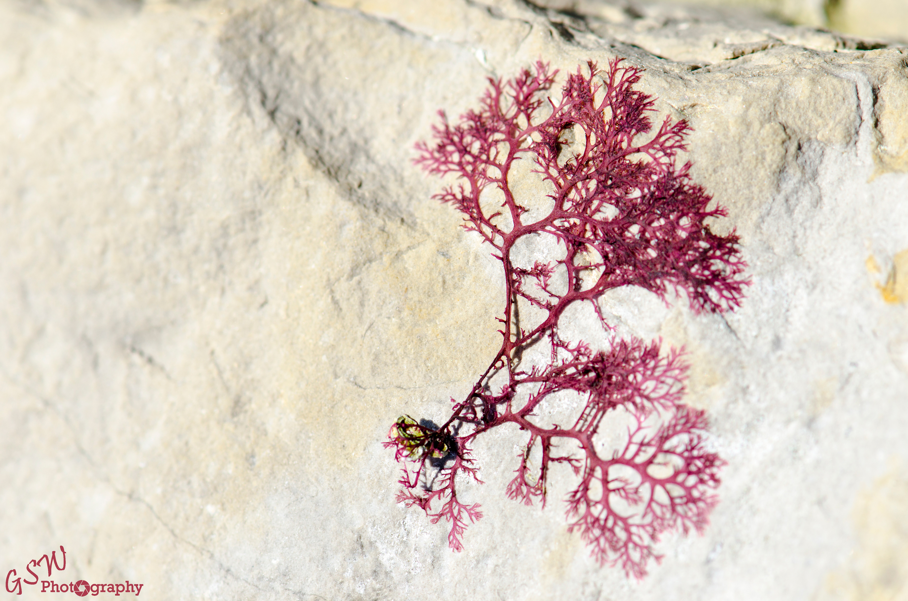 Seaweed Tree, Dorset