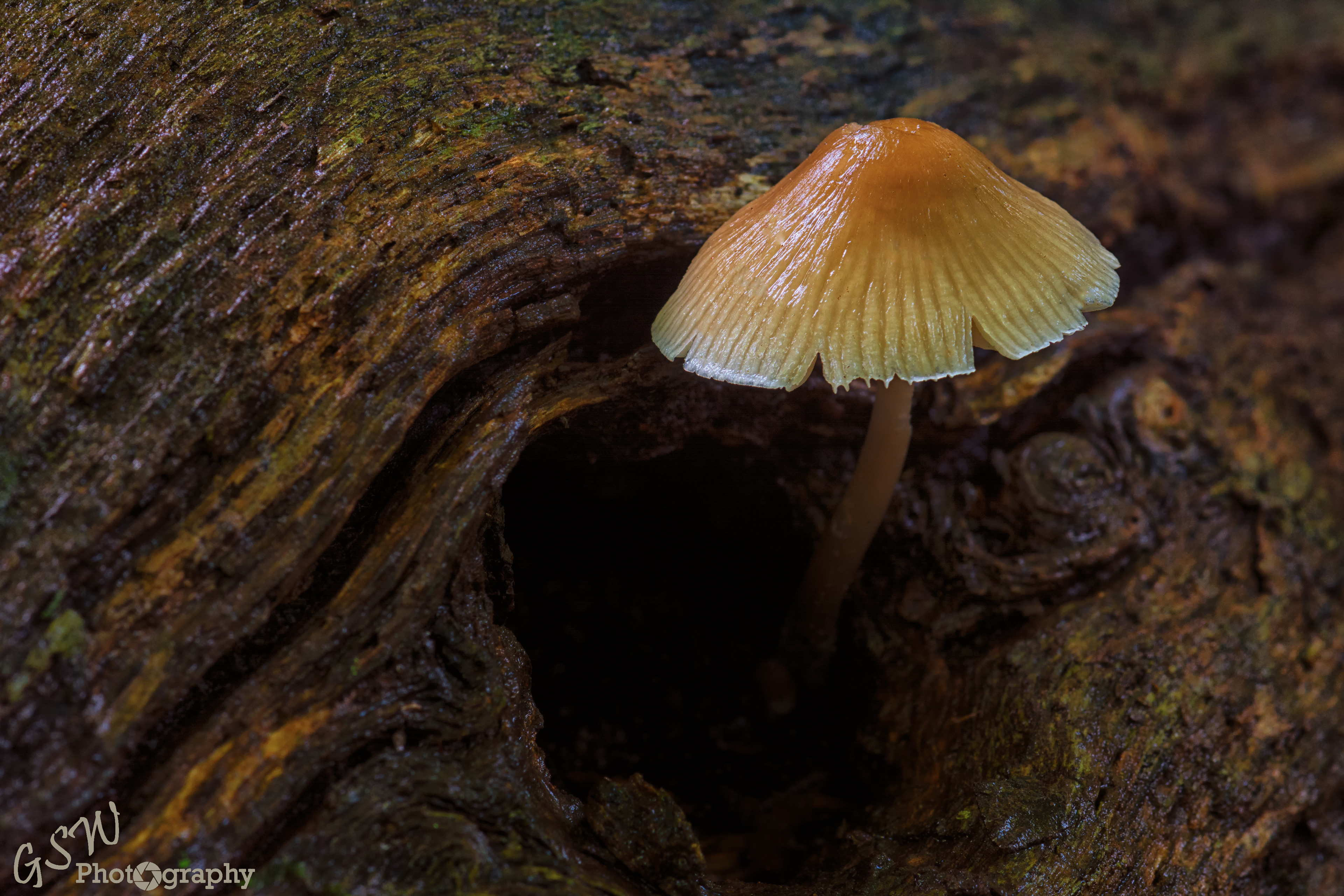 Common Bonnet, Sussex